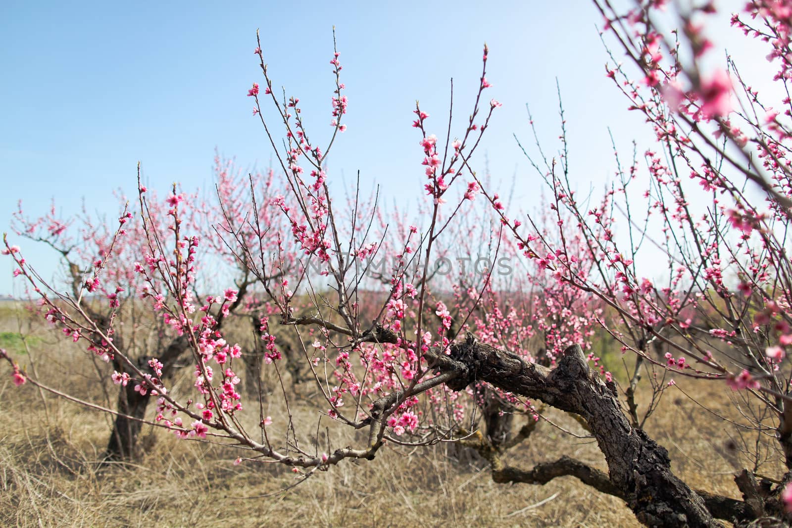 View of field with flowering peach trees at sunny spring day over blue sky. Close-up blossoming. Texture of pink flowers.