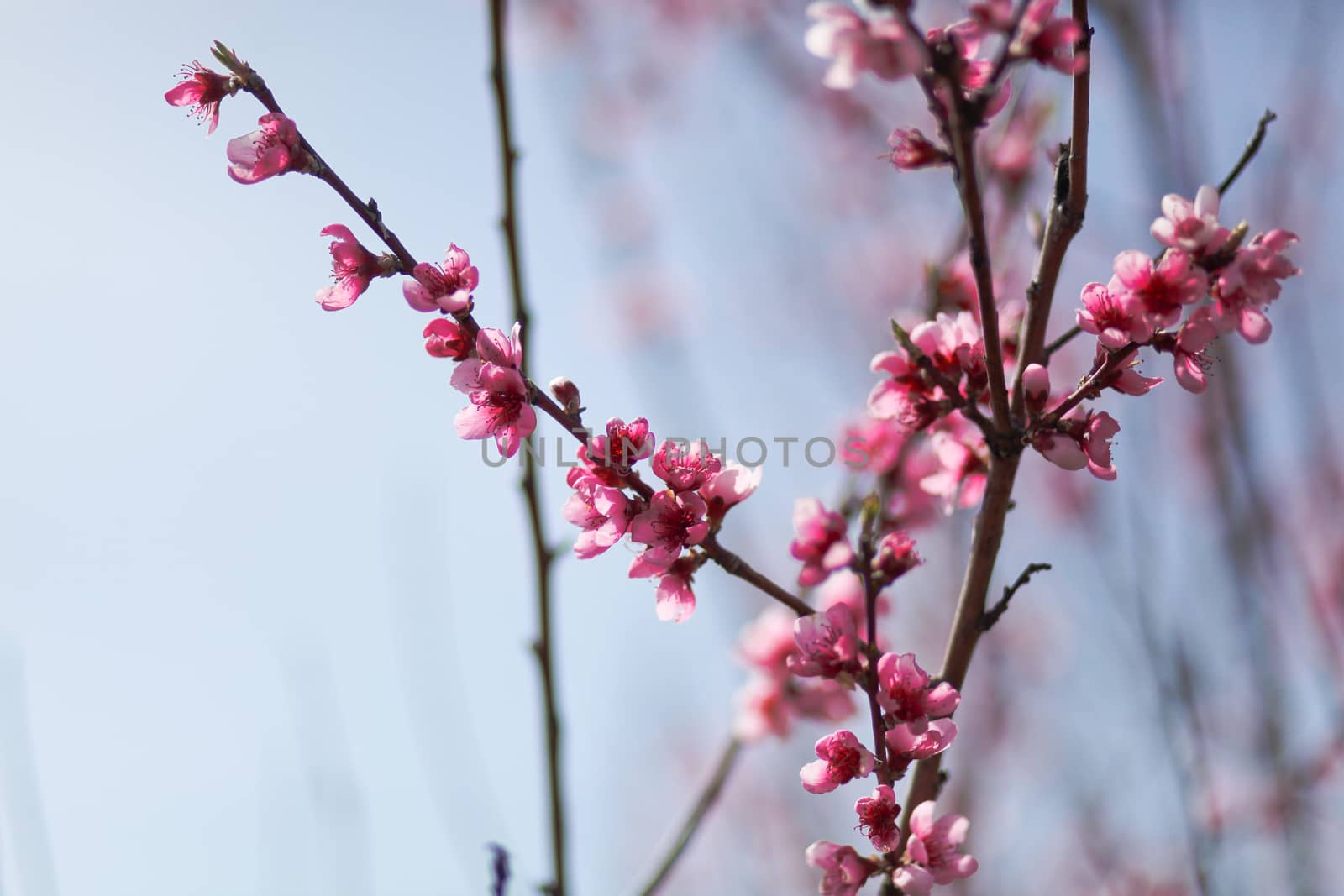 View of field with flowering peach trees at sunny spring day over blue sky. Close-up blossoming. Texture of pink flowers.