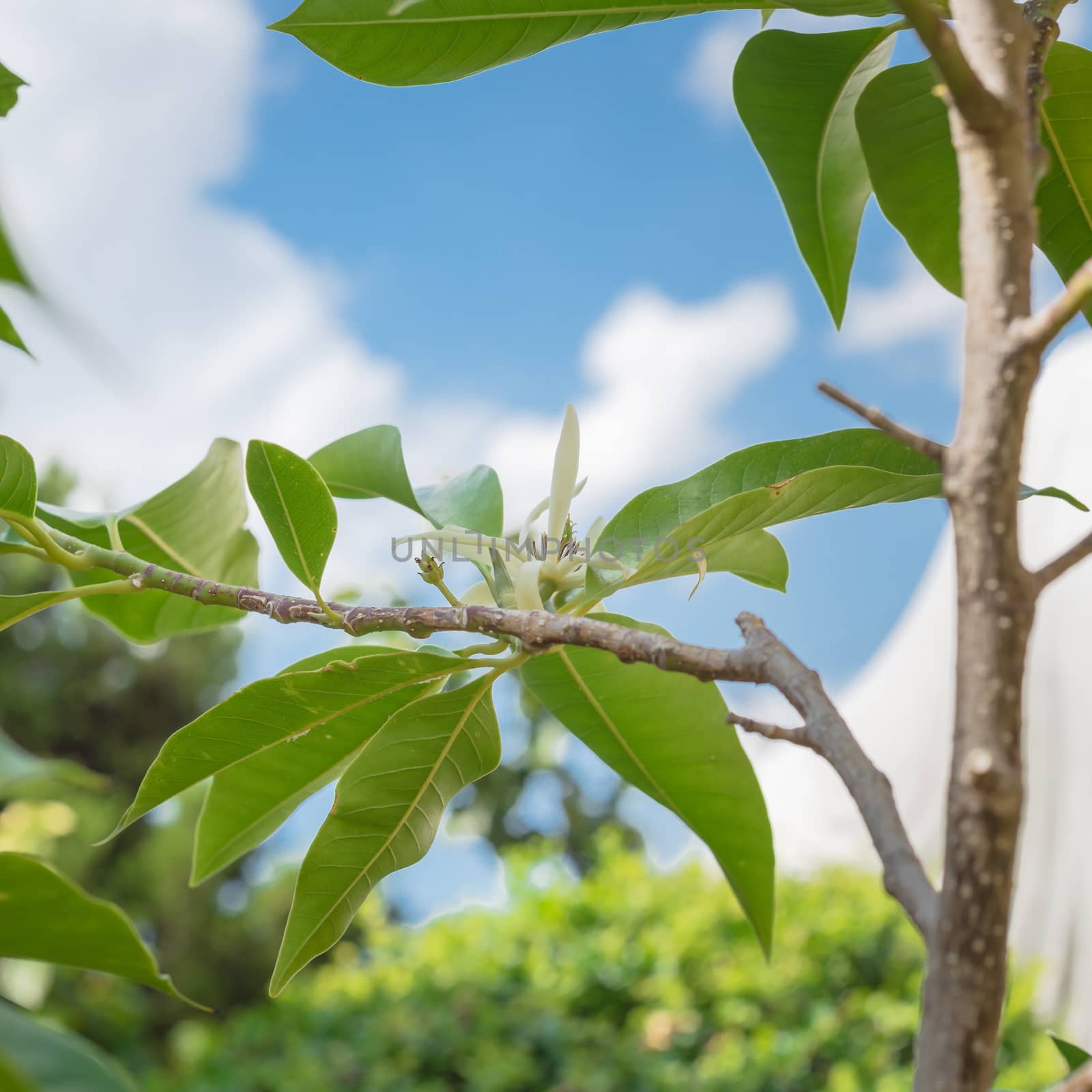 Upward view of blooming Cananga odorata Ylang-ylang flower or tropical perfume tree by trongnguyen