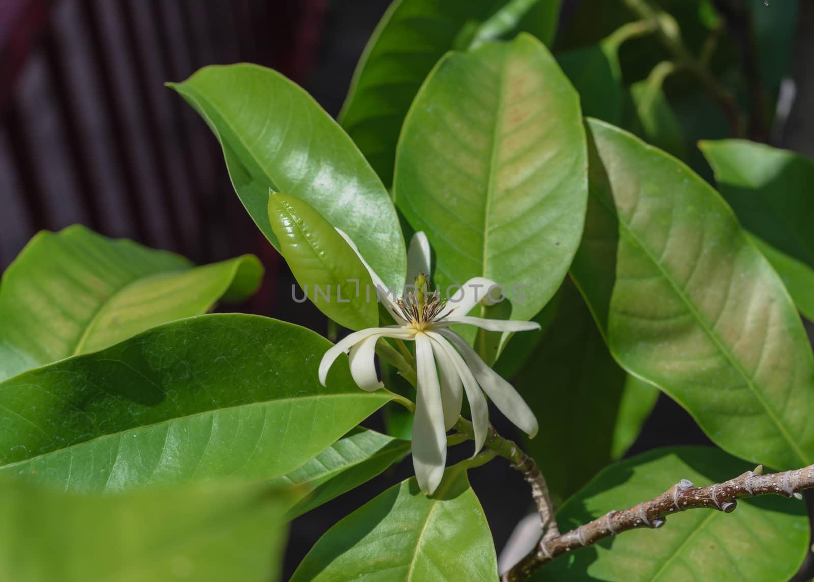 Blossom Cananga odorata Ylang-ylang flower or tropical perfume tree near red metal fence by trongnguyen