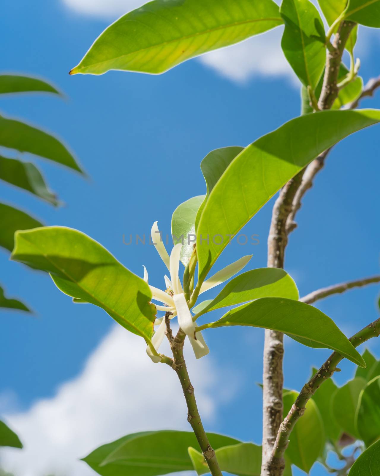 Look up view of blooming Cananga odorata Ylang-ylang flower under cloud blue sky. Blooming fragrant cananga, or perfume tree known as a tropical plant that native to India