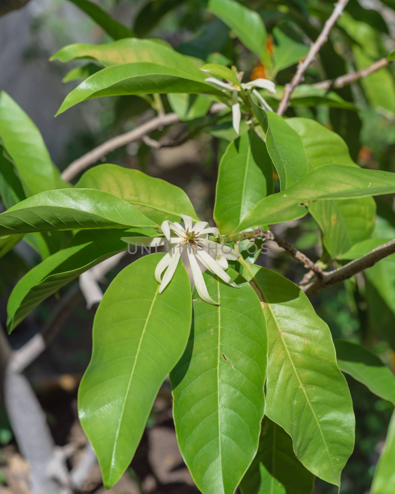 Blossom Cananga odorata Ylang-ylang flower at pagoda near Dallas, Texas, America. Close up blooming fragrant cananga, or perfume tree known as a tropical plant that native to India