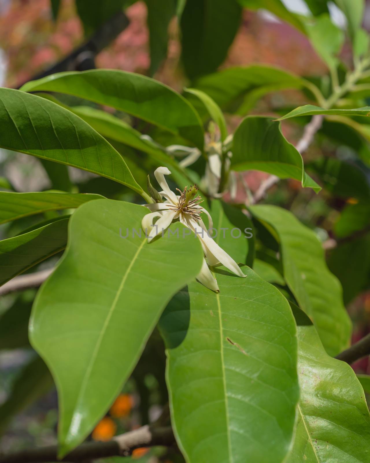 Blooming Cananga odorata Ylang-ylang flower or tropical perfume tree by trongnguyen