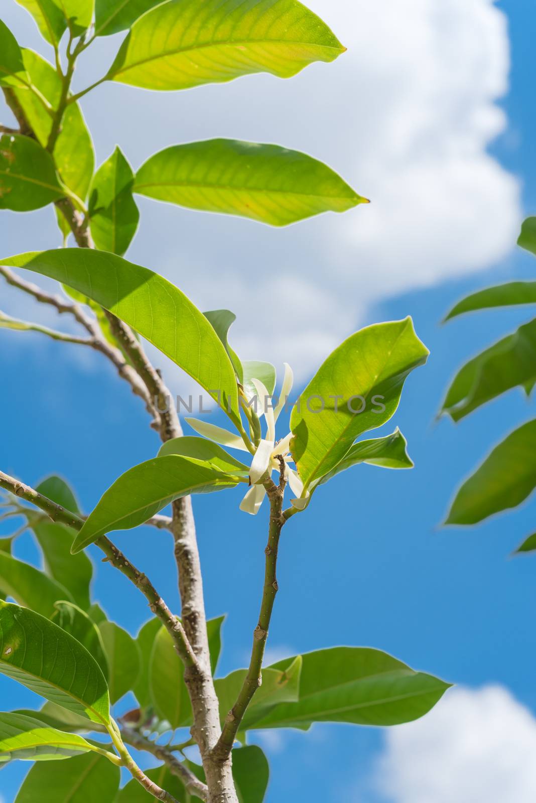 Look up view of blooming Cananga odorata Ylang-ylang flower under cloud blue sky. Blooming fragrant cananga, or perfume tree known as a tropical plant that native to India