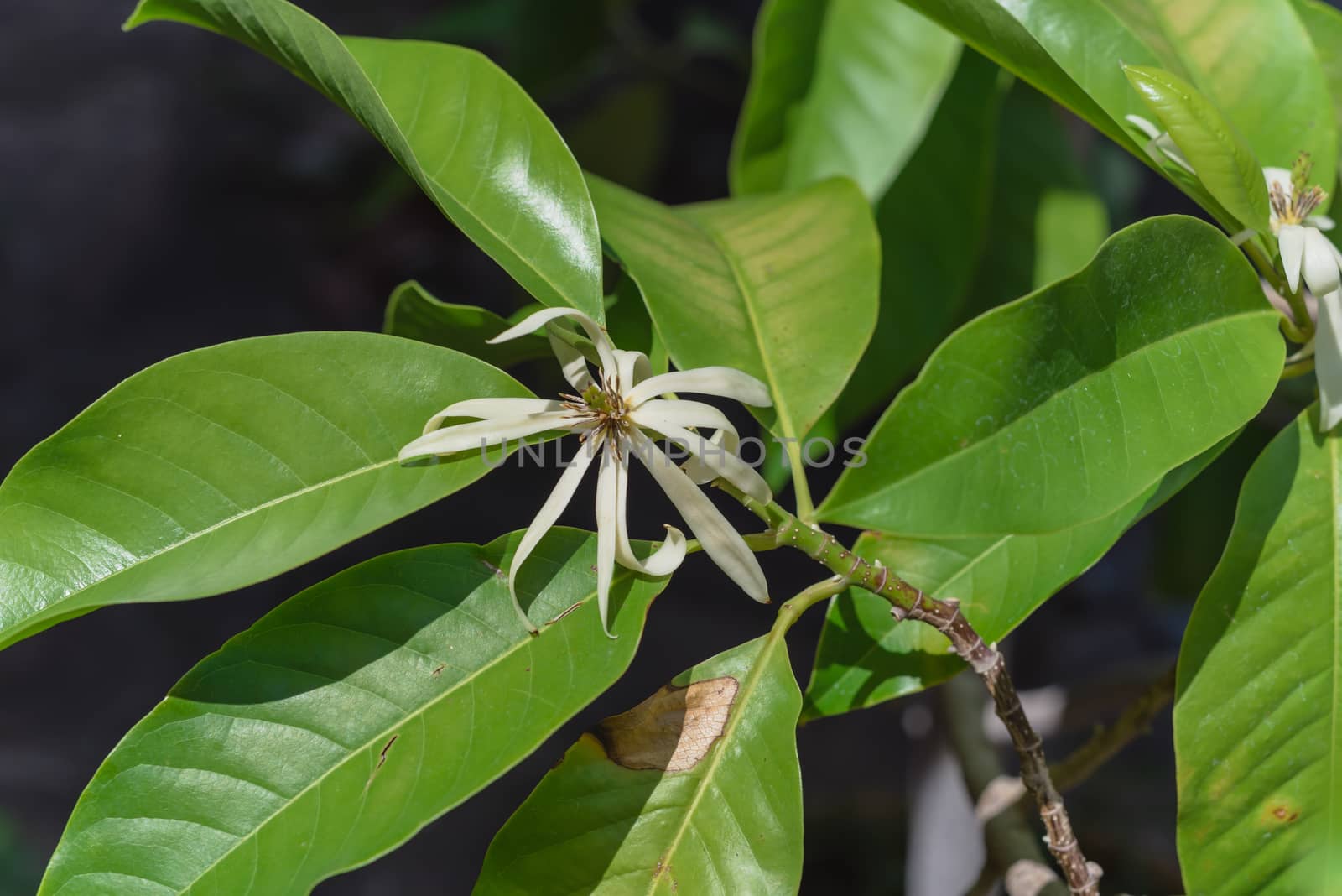 Blossom Cananga odorata Ylang-ylang flower at pagoda near Dallas, Texas, America. Close up blooming fragrant cananga, or perfume tree known as a tropical plant that native to India