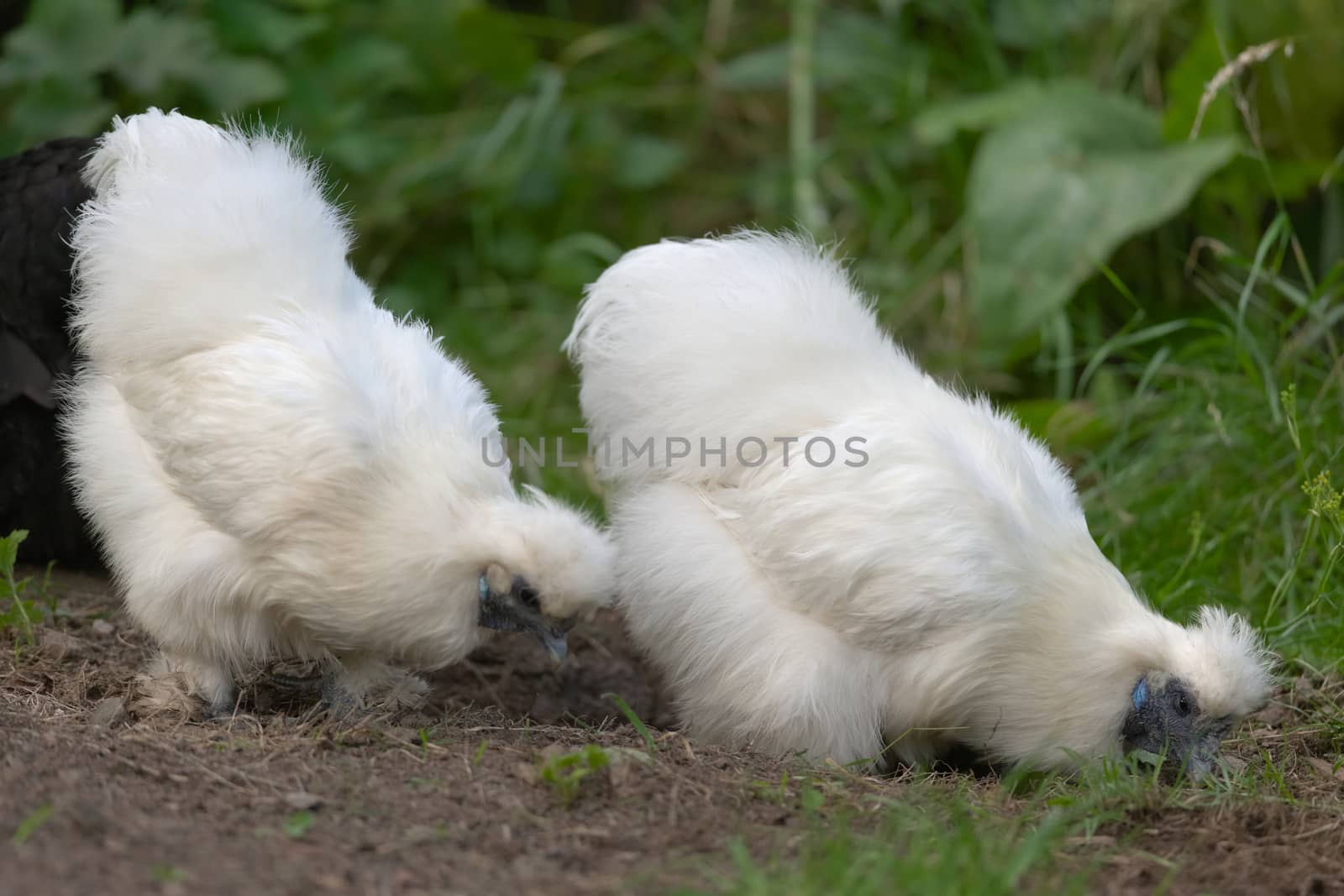 3 - In a garden, two silkie pet bantam chickens forage for food and grubs amongst grass and mud.