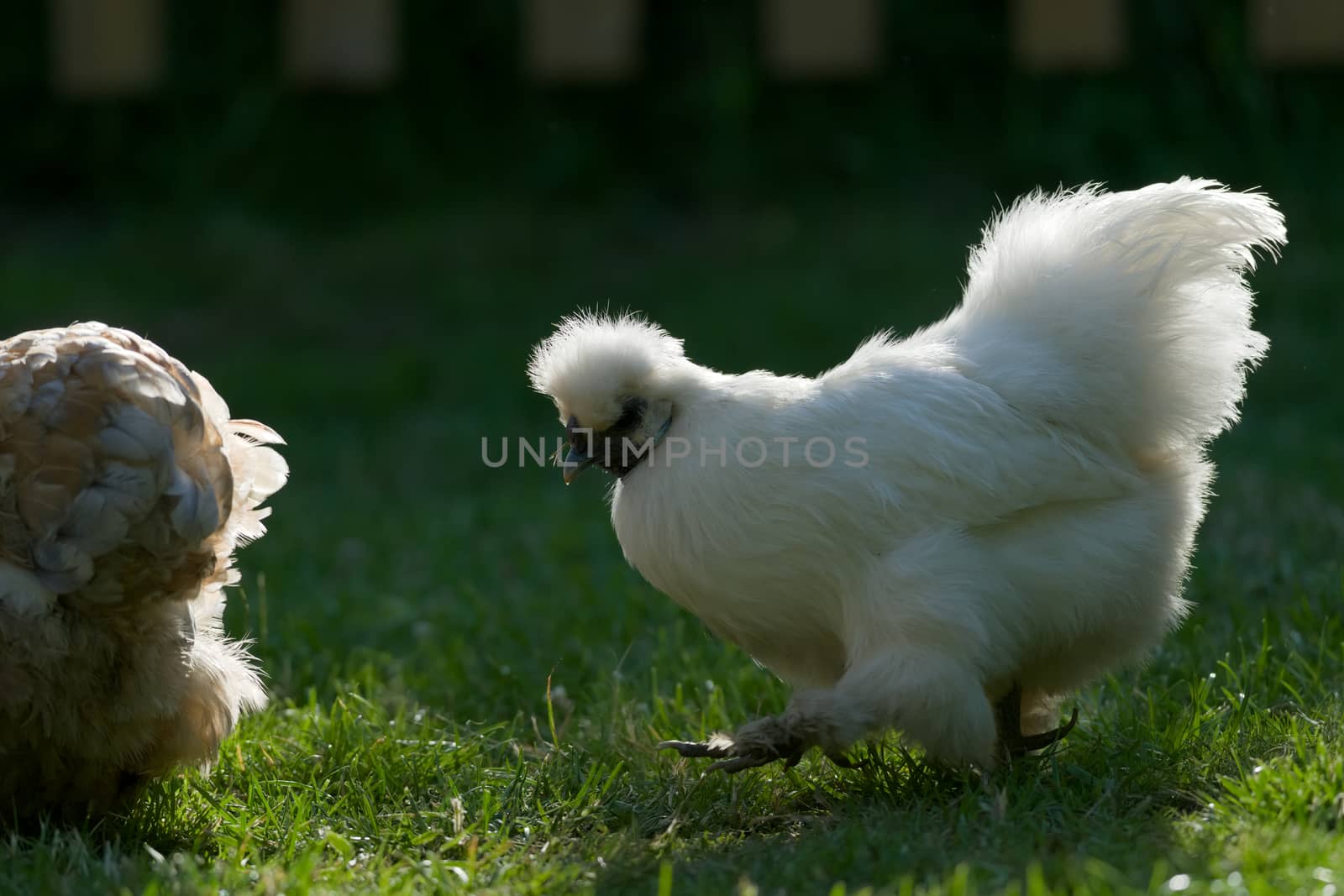 5 - Strong sunset back light on this pet silkie chicken gives a strong halo rim light, so its white fluffy feathers stand out as it walks.