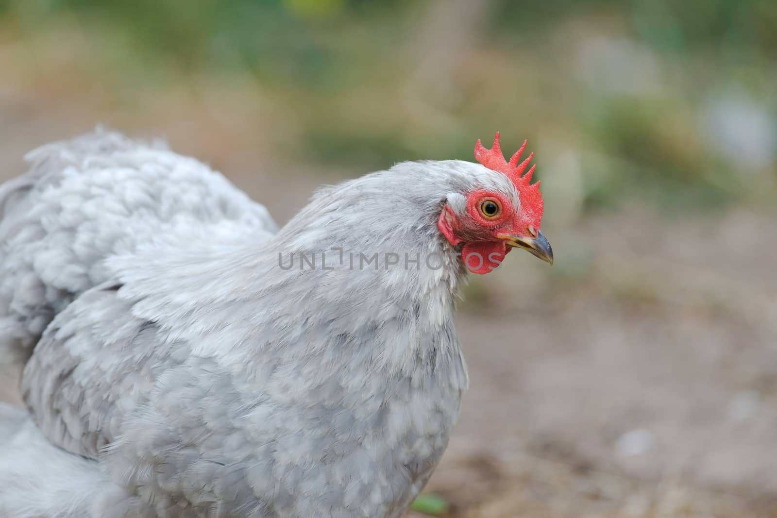 Light grey colored feathers texture this pet pekin bantam small chicken breed, as it looks to the right. Very detailed red comb and wattle.