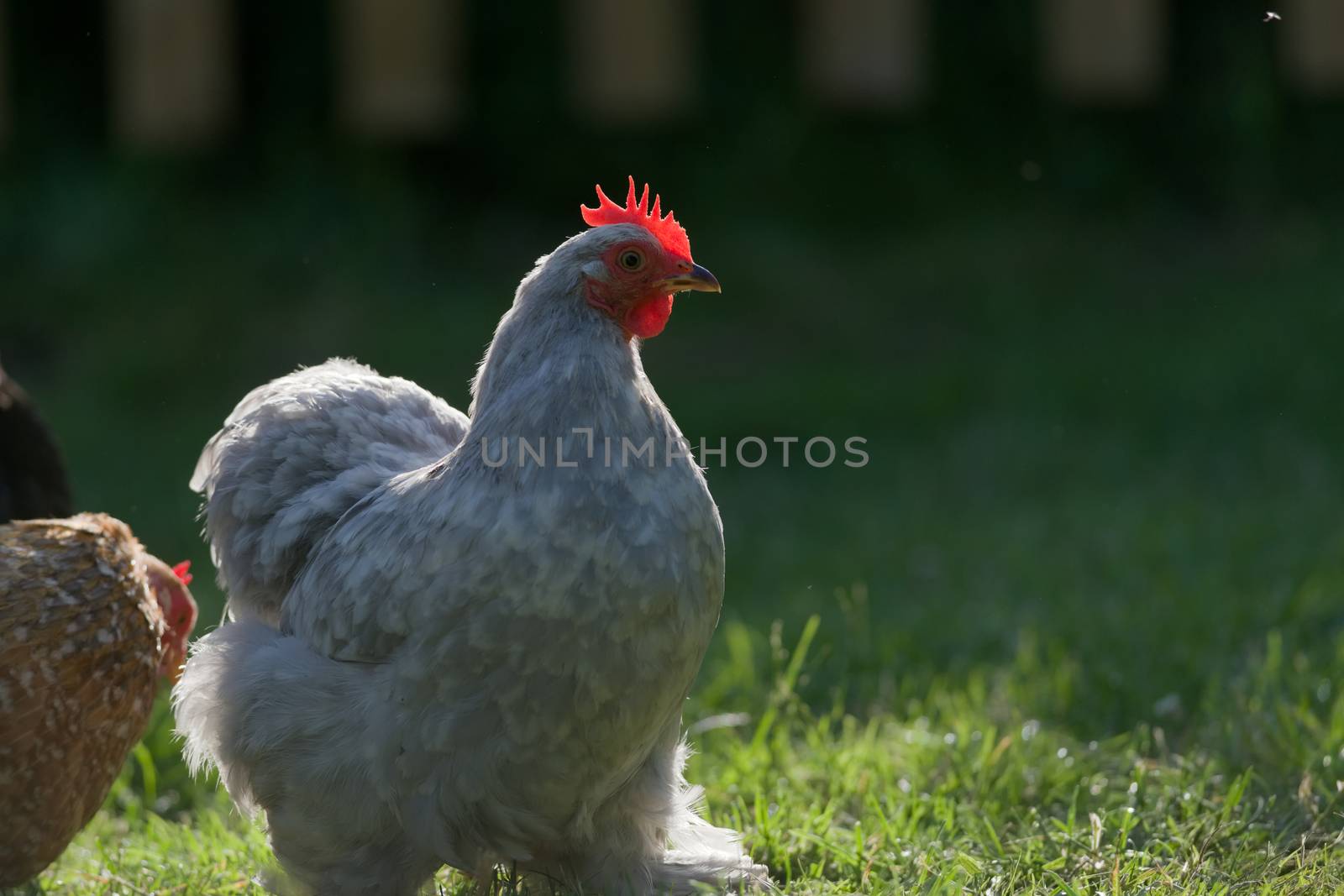 Warm evening sunlight highlights the edges of this small light grey pekin bantam pet chicken. Shines through and illuminates wattle and comb.