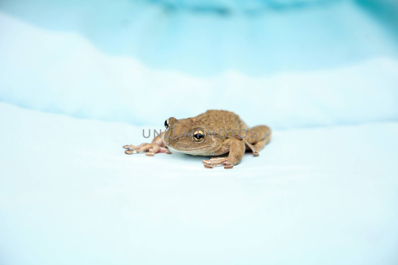 Perched on a blue cushion, a Cuban Tree Frog Osteopilus septentr by steffstarr