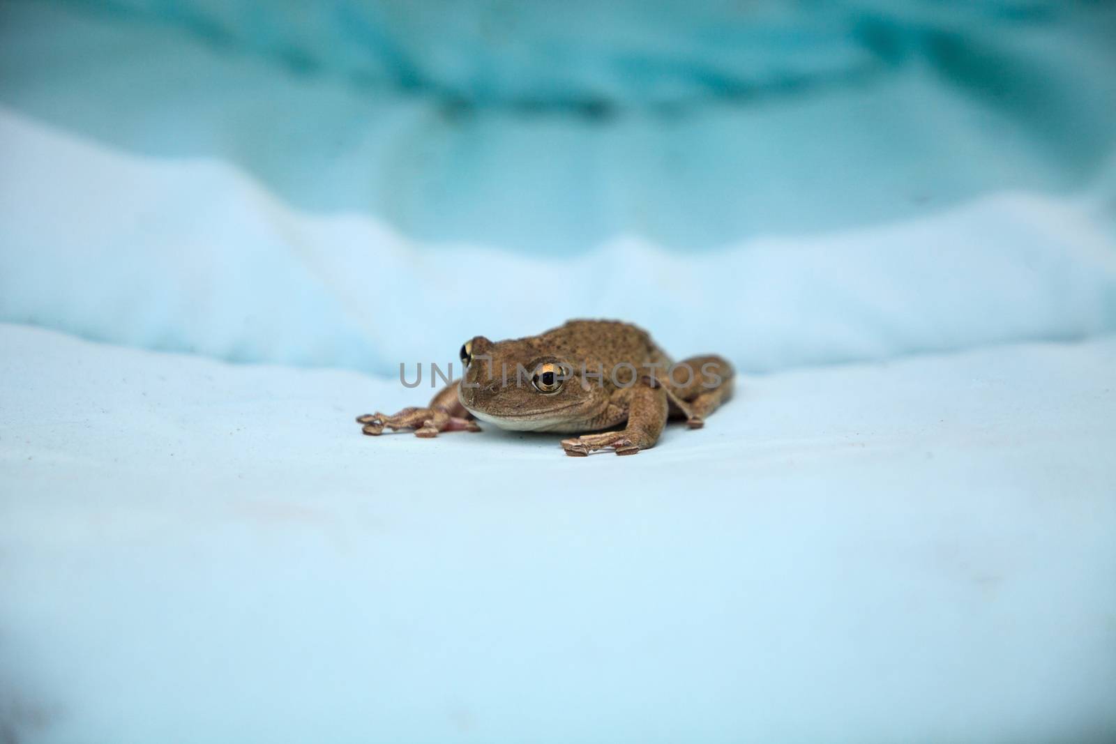 Perched on a blue cushion, a Cuban Tree Frog Osteopilus septentr by steffstarr