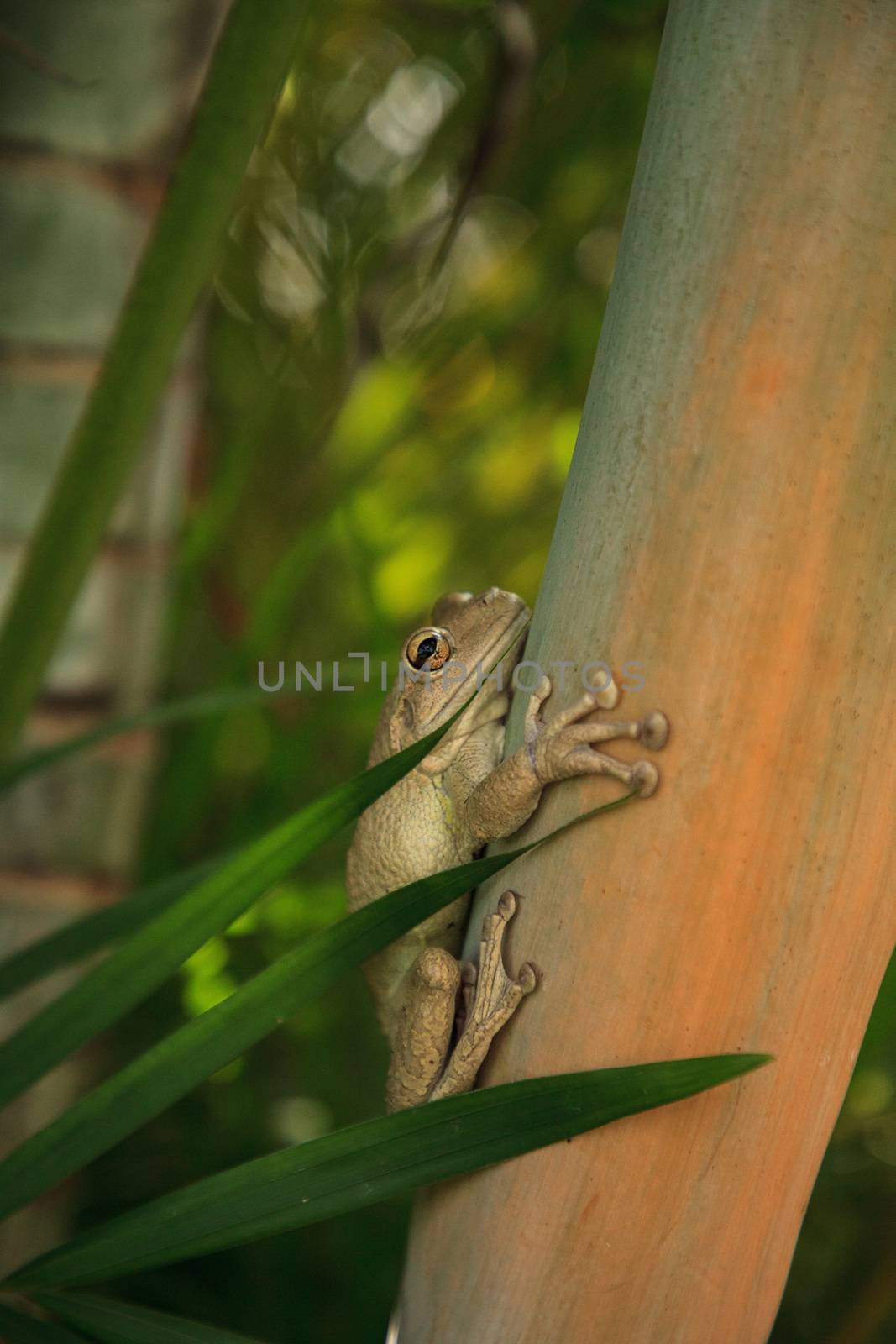 Cuban Tree Frog Osteopilus septentrionalis hangs on an areca palm in tropical Florida.