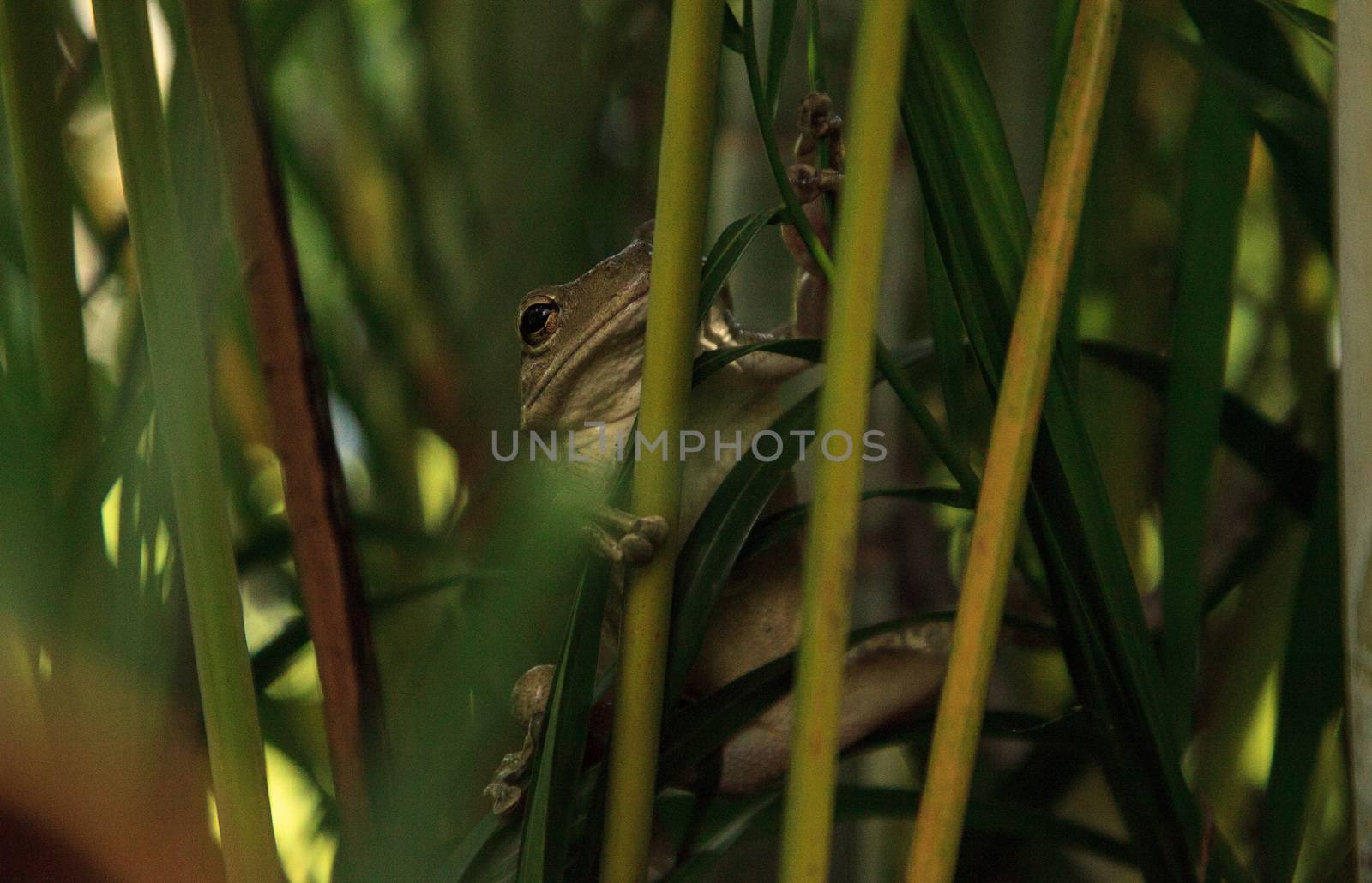 Cuban Tree Frog Osteopilus septentrionalis hangs on an areca palm in tropical Florida.