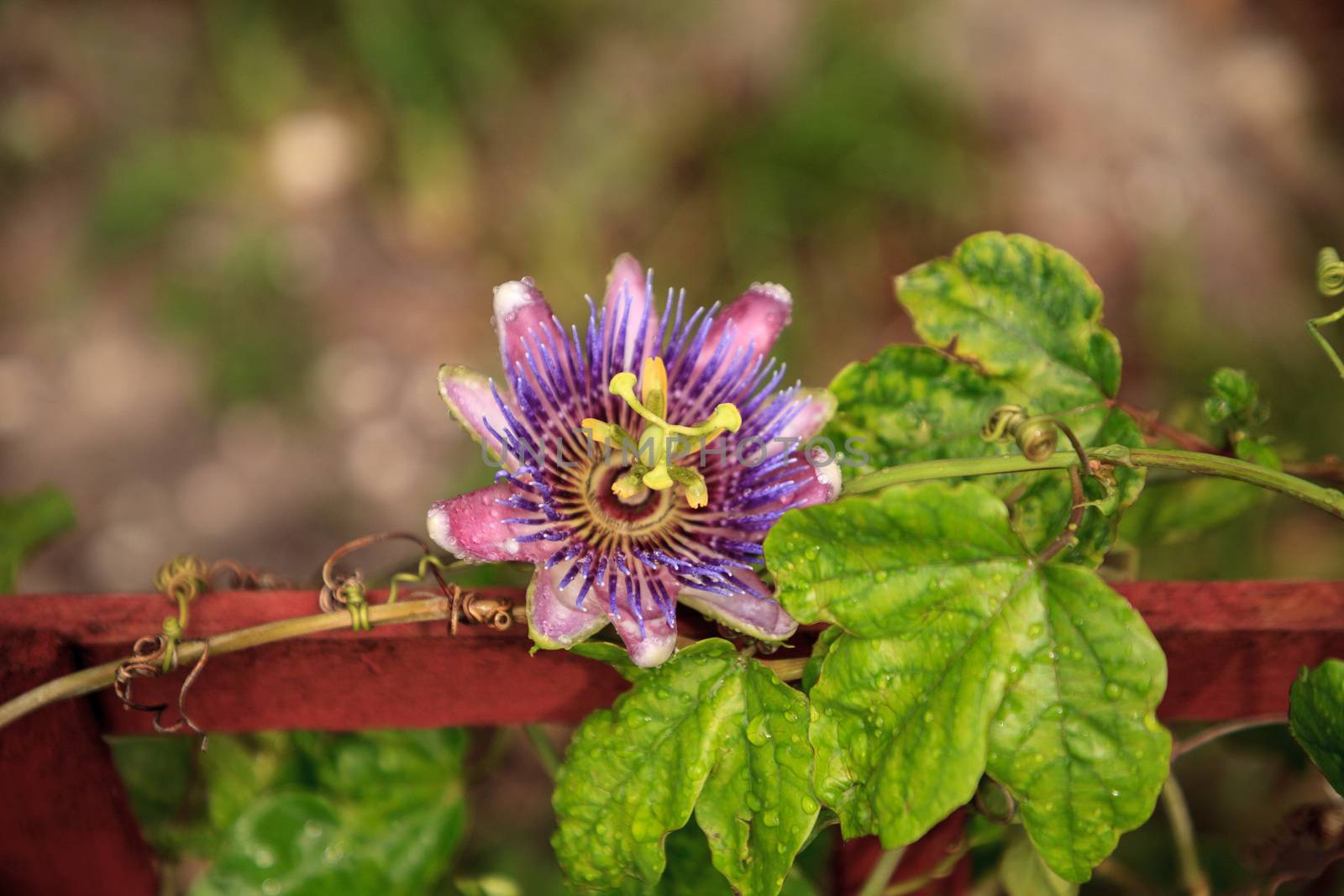 Purple blue passion flower vine plant Passiflora caerulea in bloom in a Naples, Florida tropical garden.