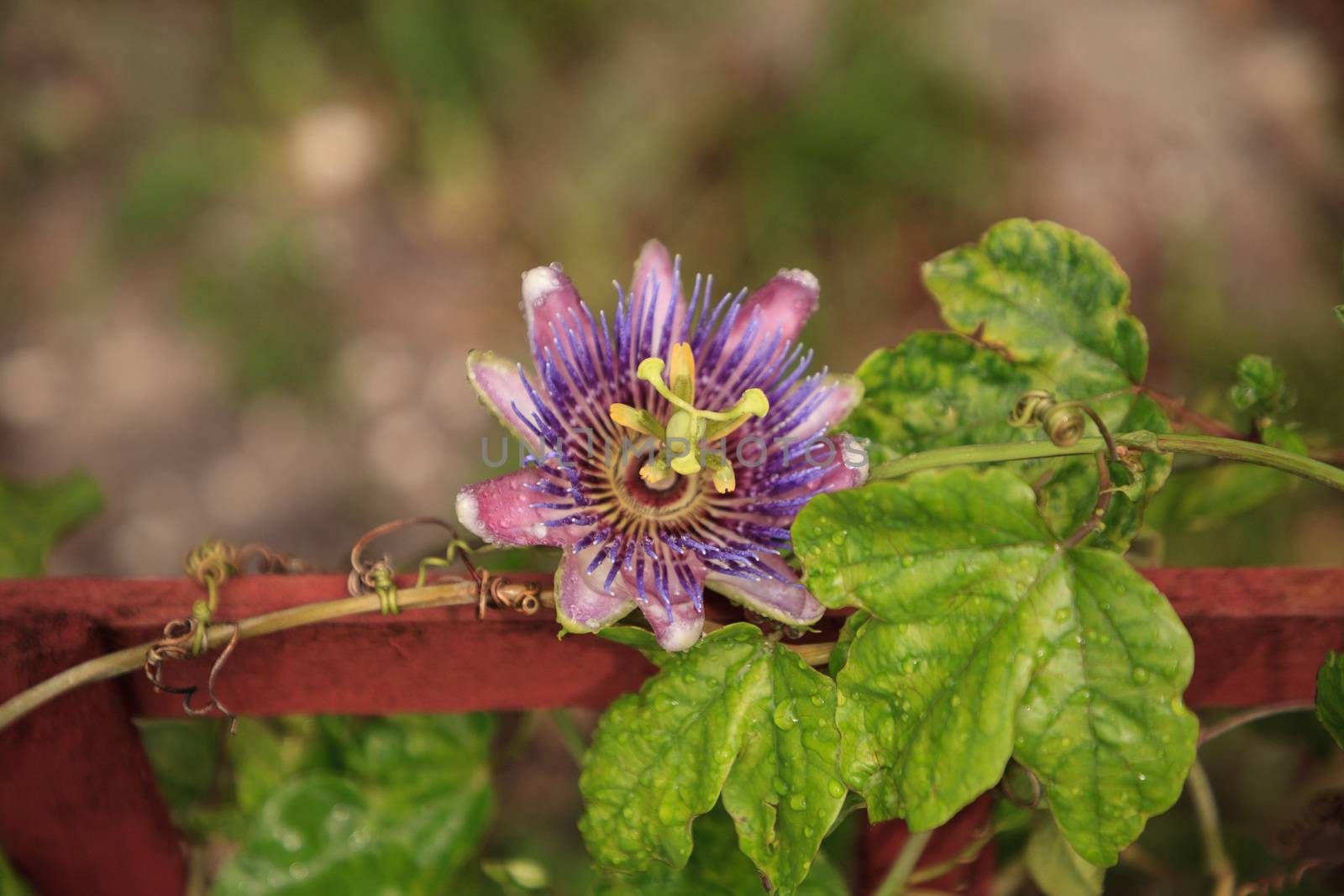 Purple blue passion flower vine plant Passiflora caerulea in bloom in a Naples, Florida tropical garden.