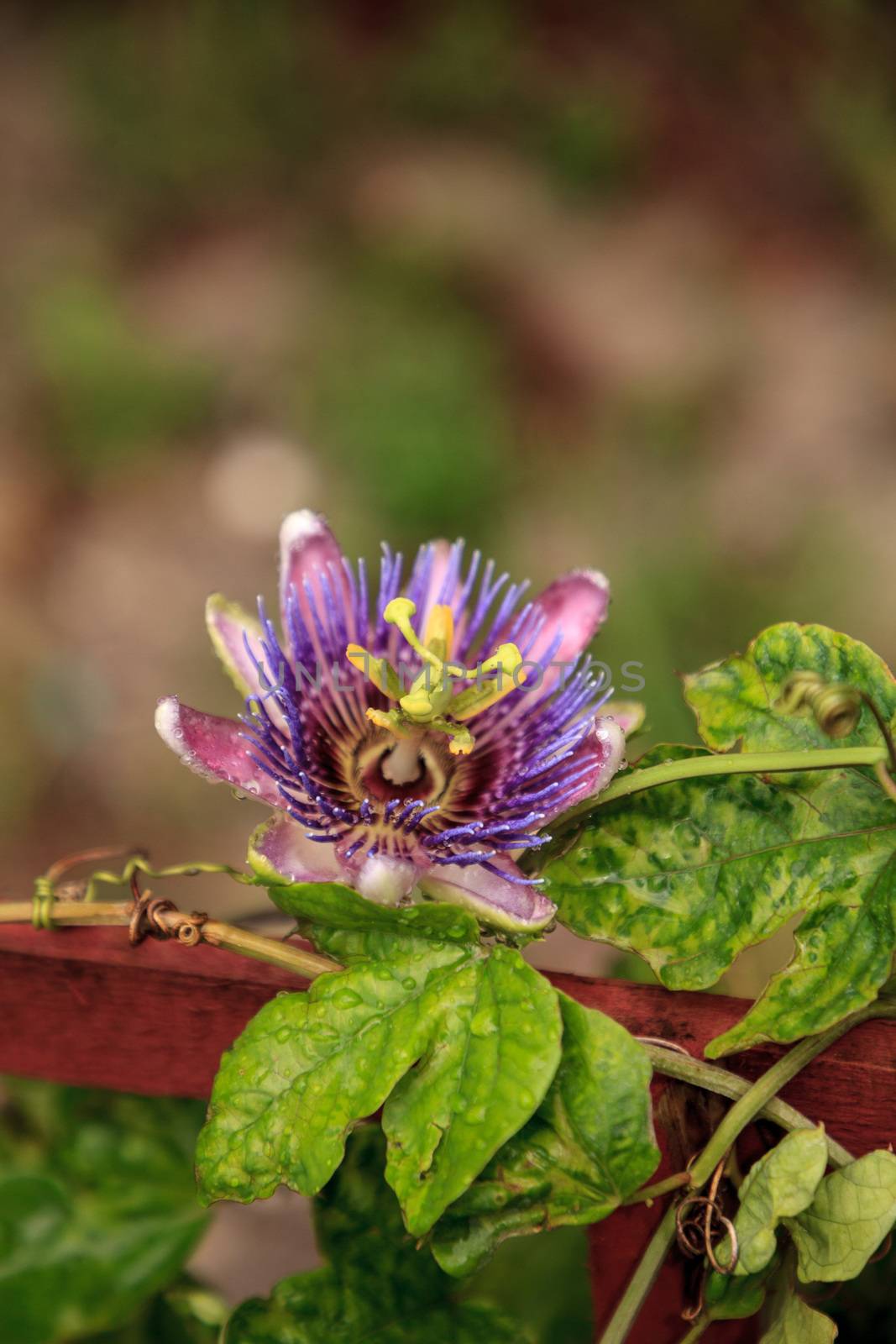 Purple blue passion flower vine plant Passiflora caerulea in bloom in a Naples, Florida tropical garden.