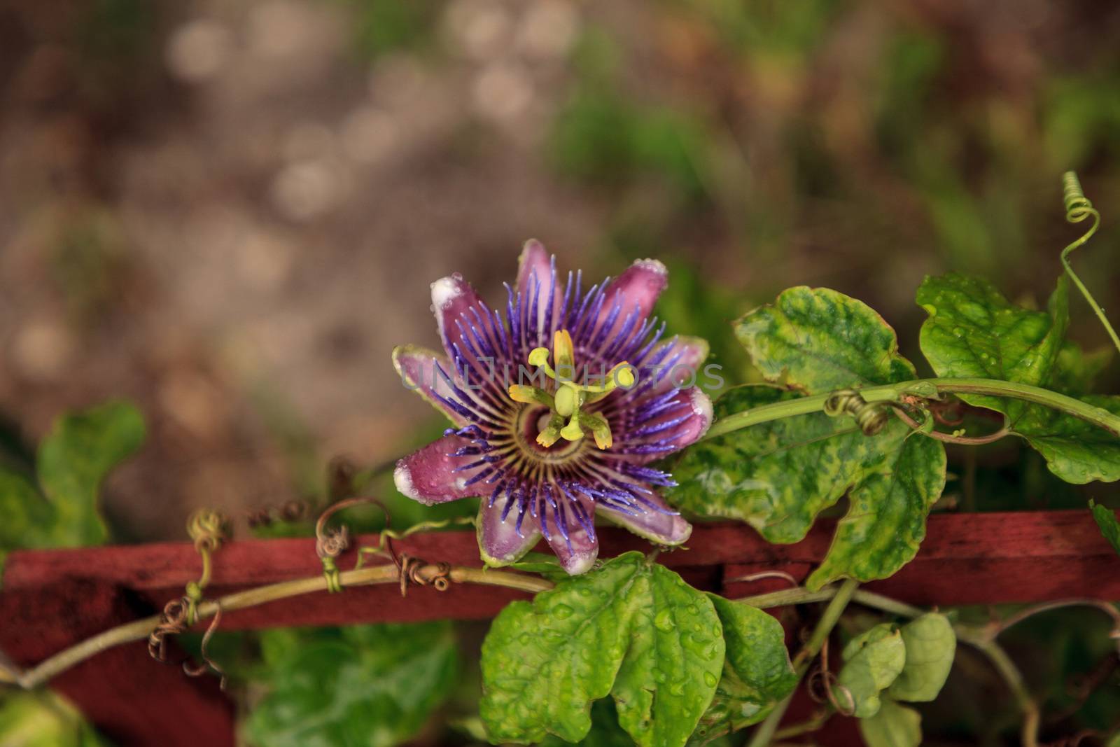 Purple blue passion flower vine plant Passiflora caerulea in blo by steffstarr