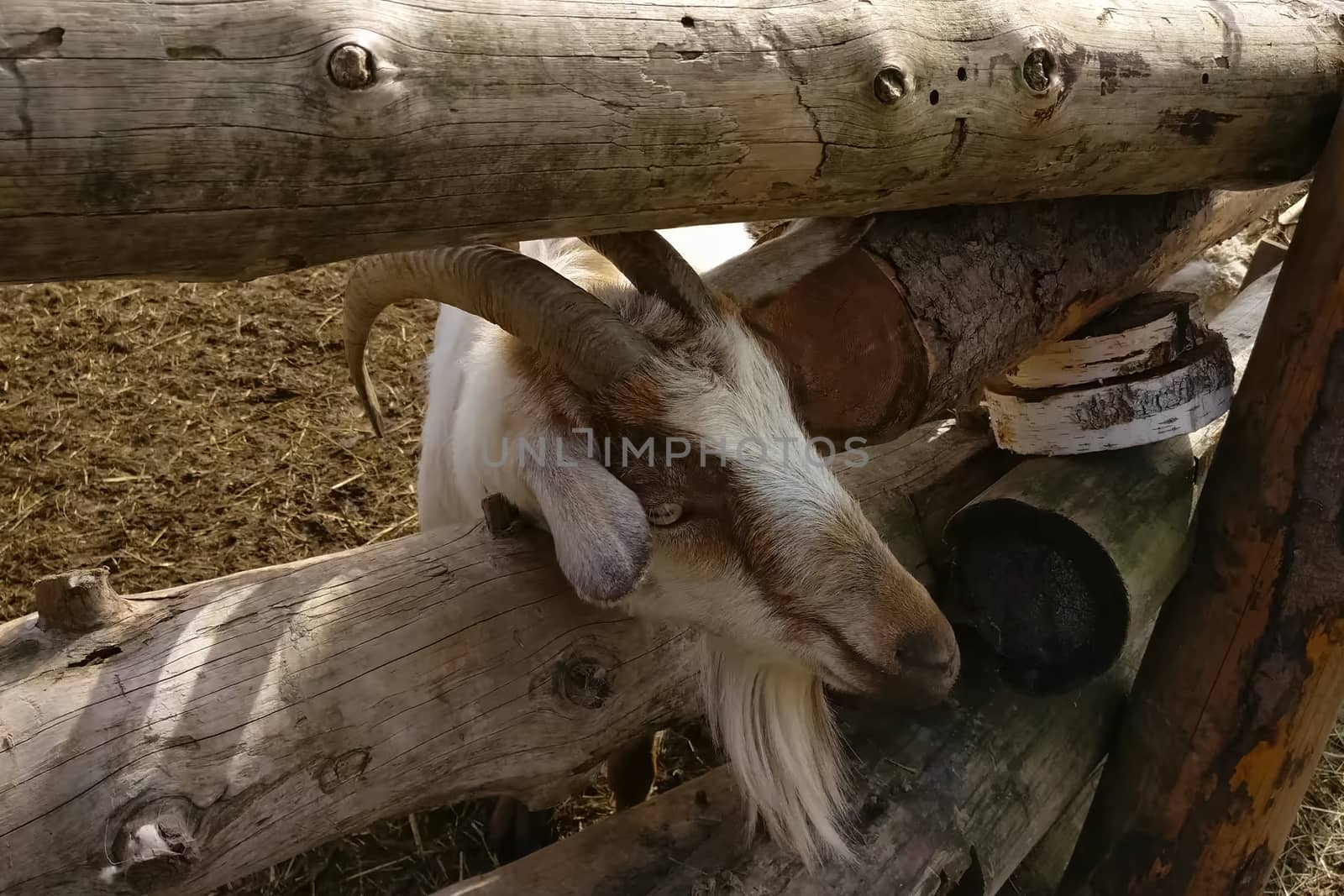 The goat was worth it. Goat content on the farm.