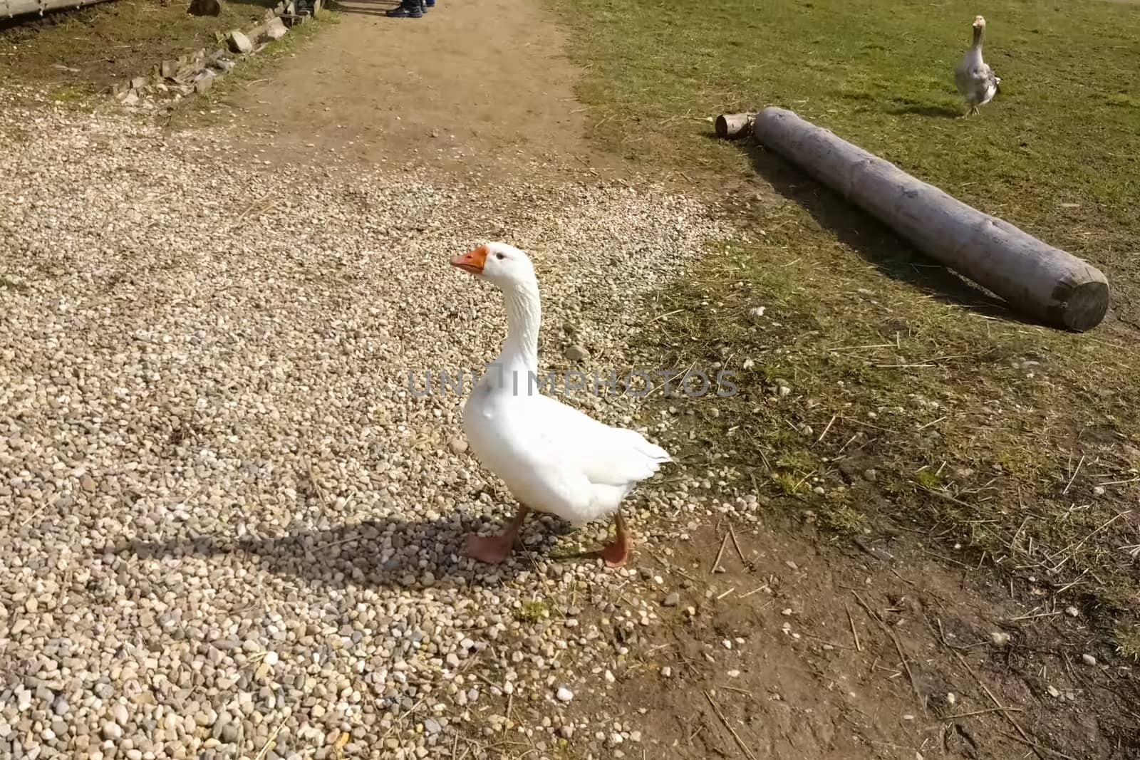 Two geese walk around the farmhouse. White and gray goose. by DePo