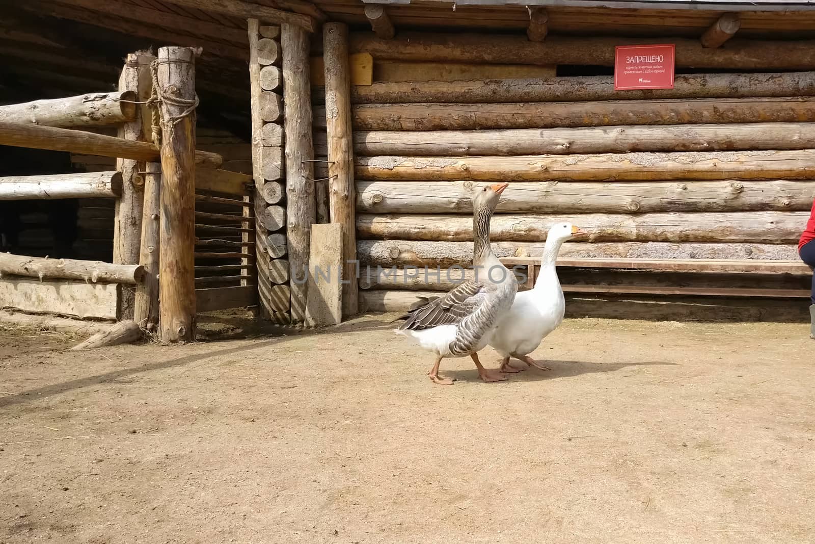 Two geese walk around the farmhouse. White and gray goose.