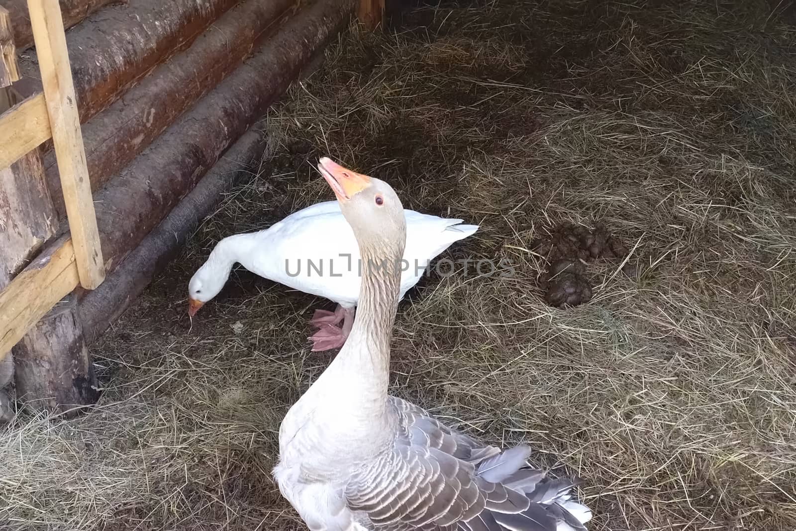 Two geese walk around the farmhouse. White and gray goose.