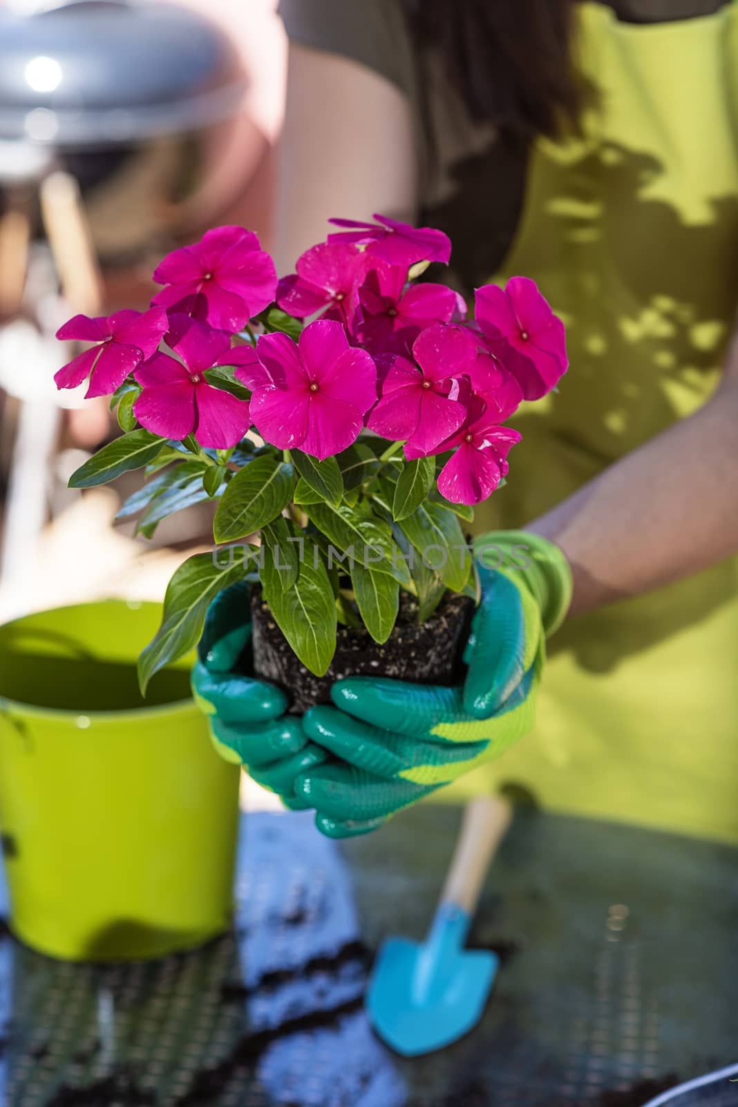 A young new plant growing in hands at home terrace