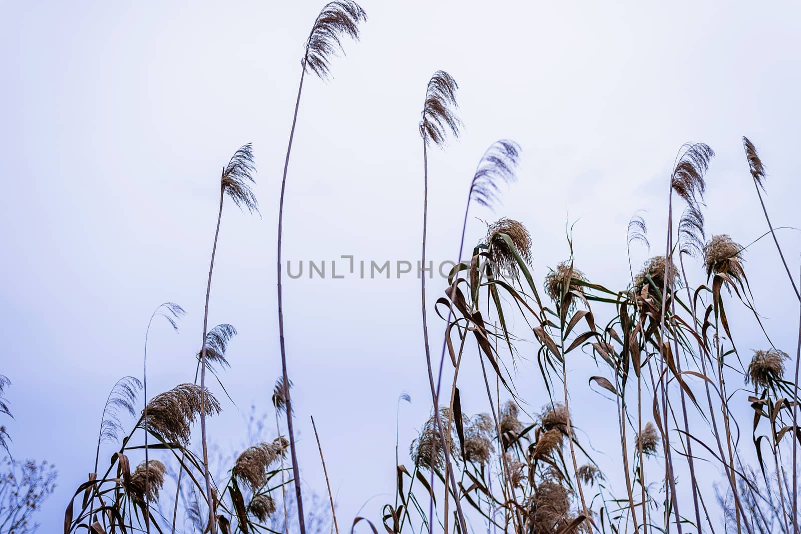 Low angle view of a wheat ears in field.