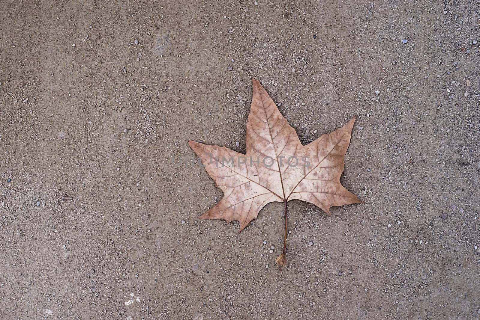A lonely dry leaf on the ground.