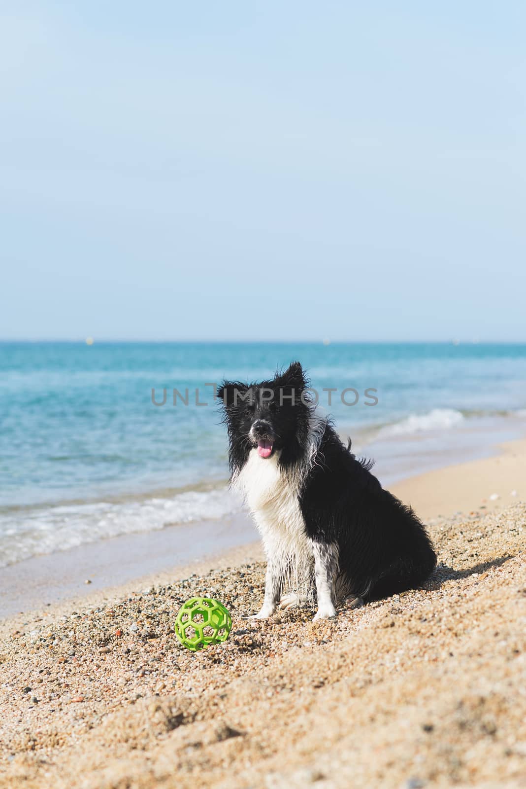 border collie with ball in mouth while sitting on the beach by raferto1973