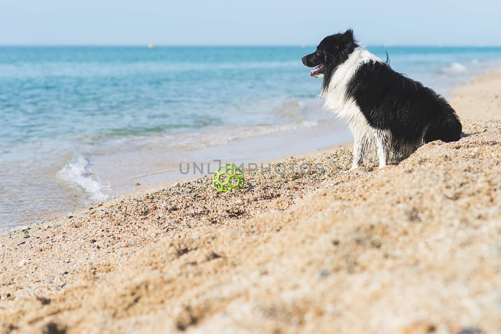 border collie dog with ball in mouth while sitting on the beach