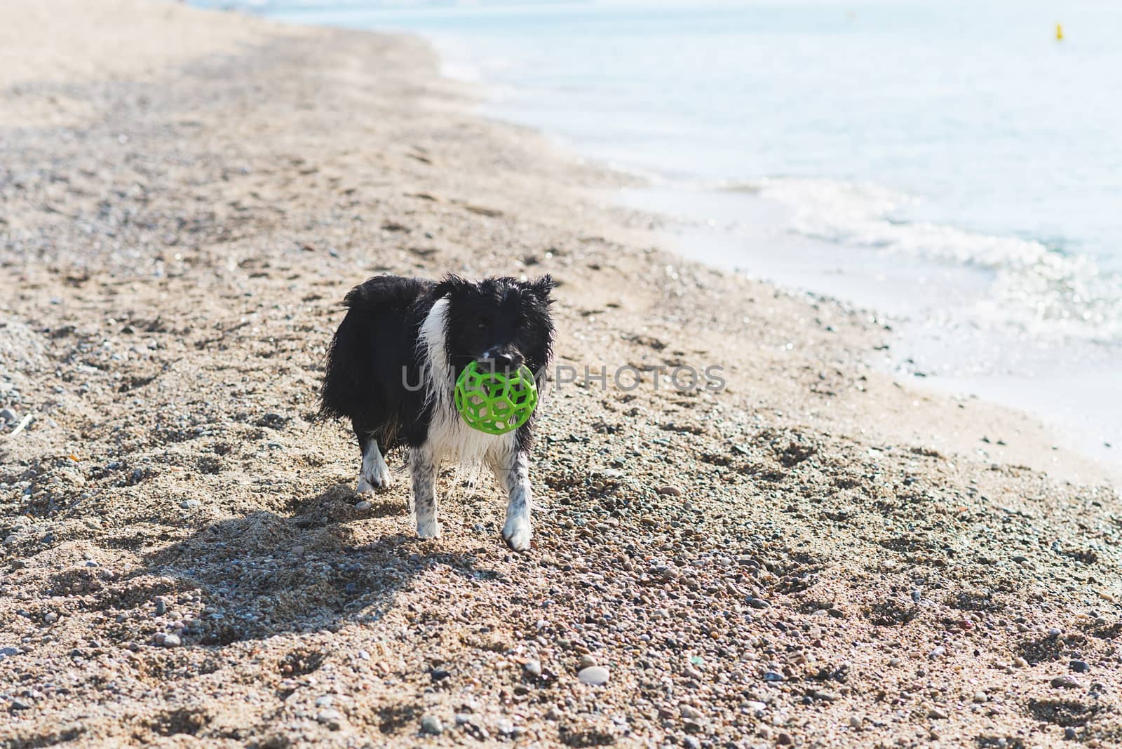 border collie with ball in mouth while running on the beach by raferto1973