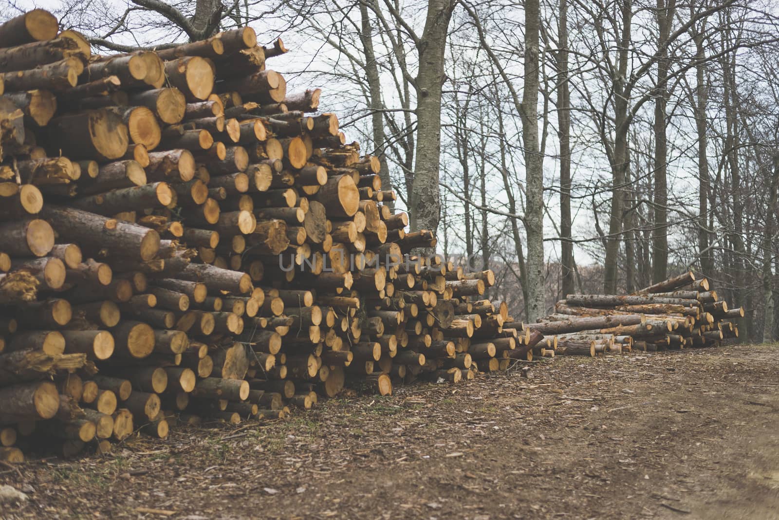 Pile of chopped tree trunks in winter forest