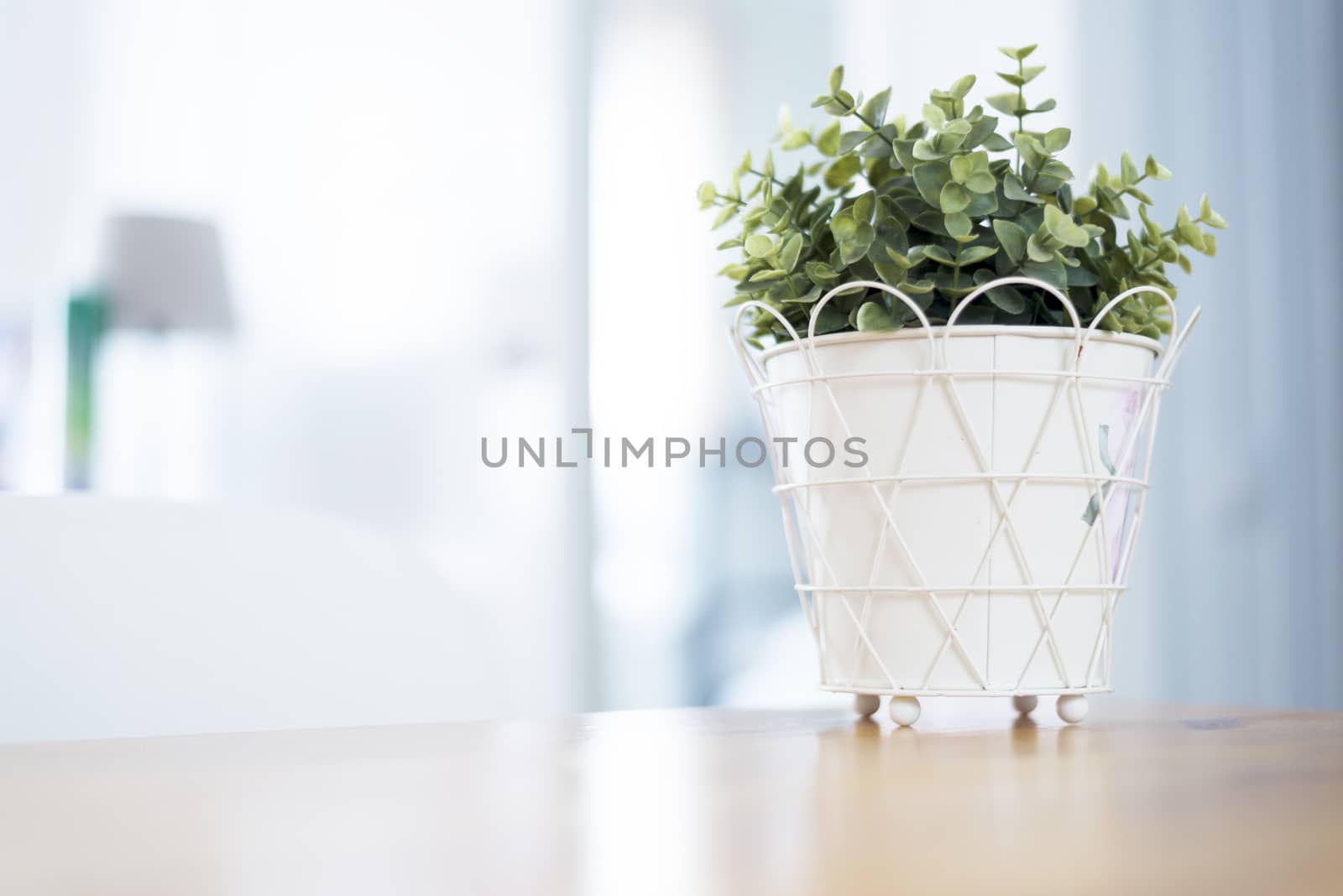 Indoor plant into white flowerpot on wooden table