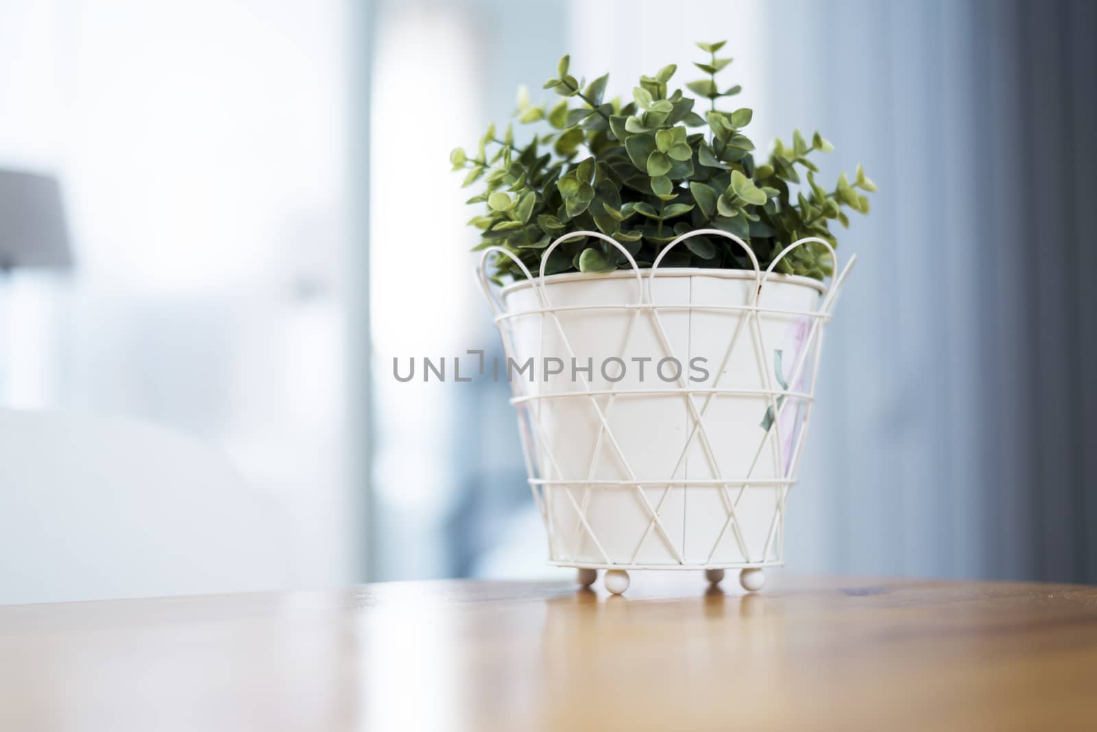 Indoor plant into white flowerpot on wooden table