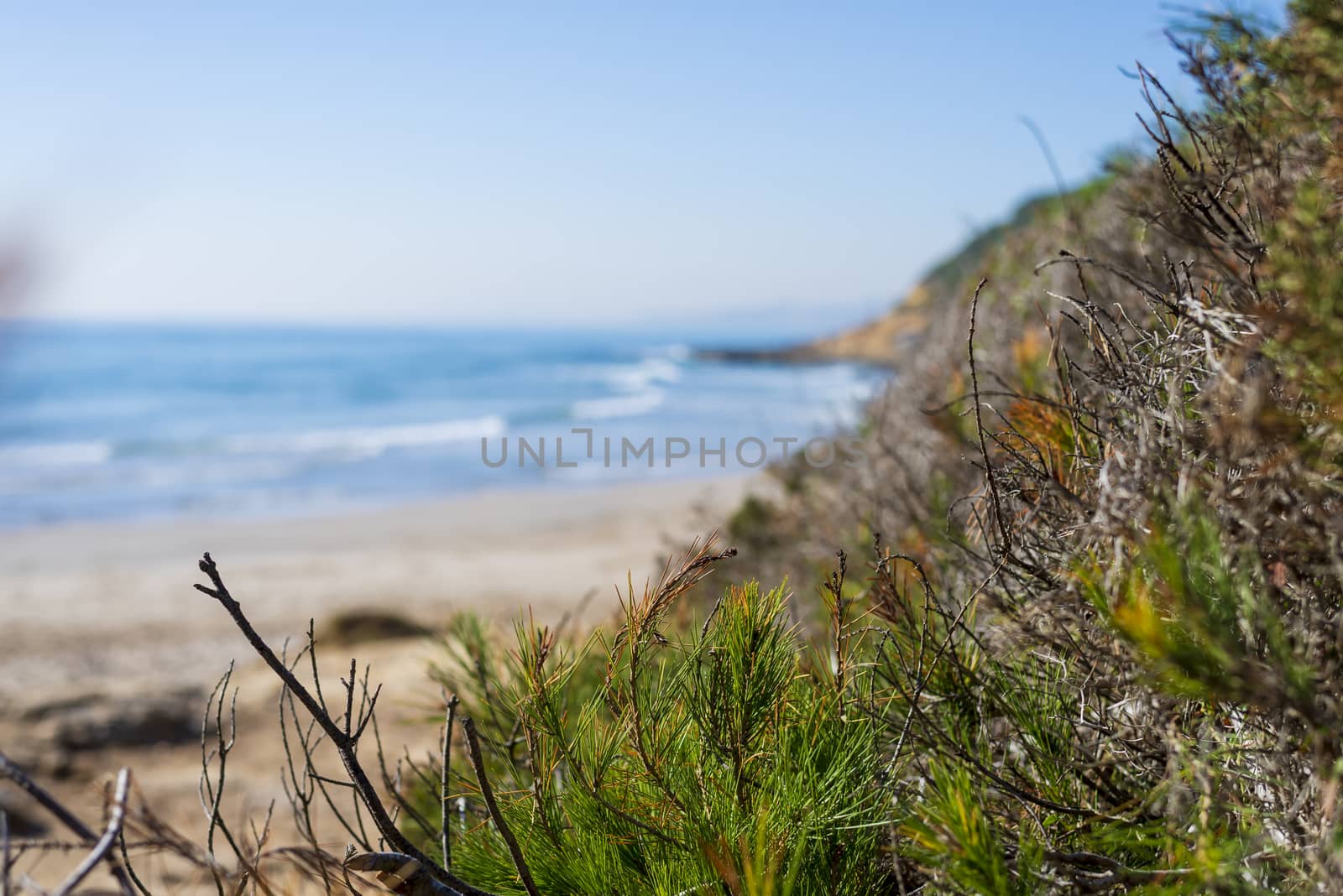 Close up of green plants near seashore in sunny day