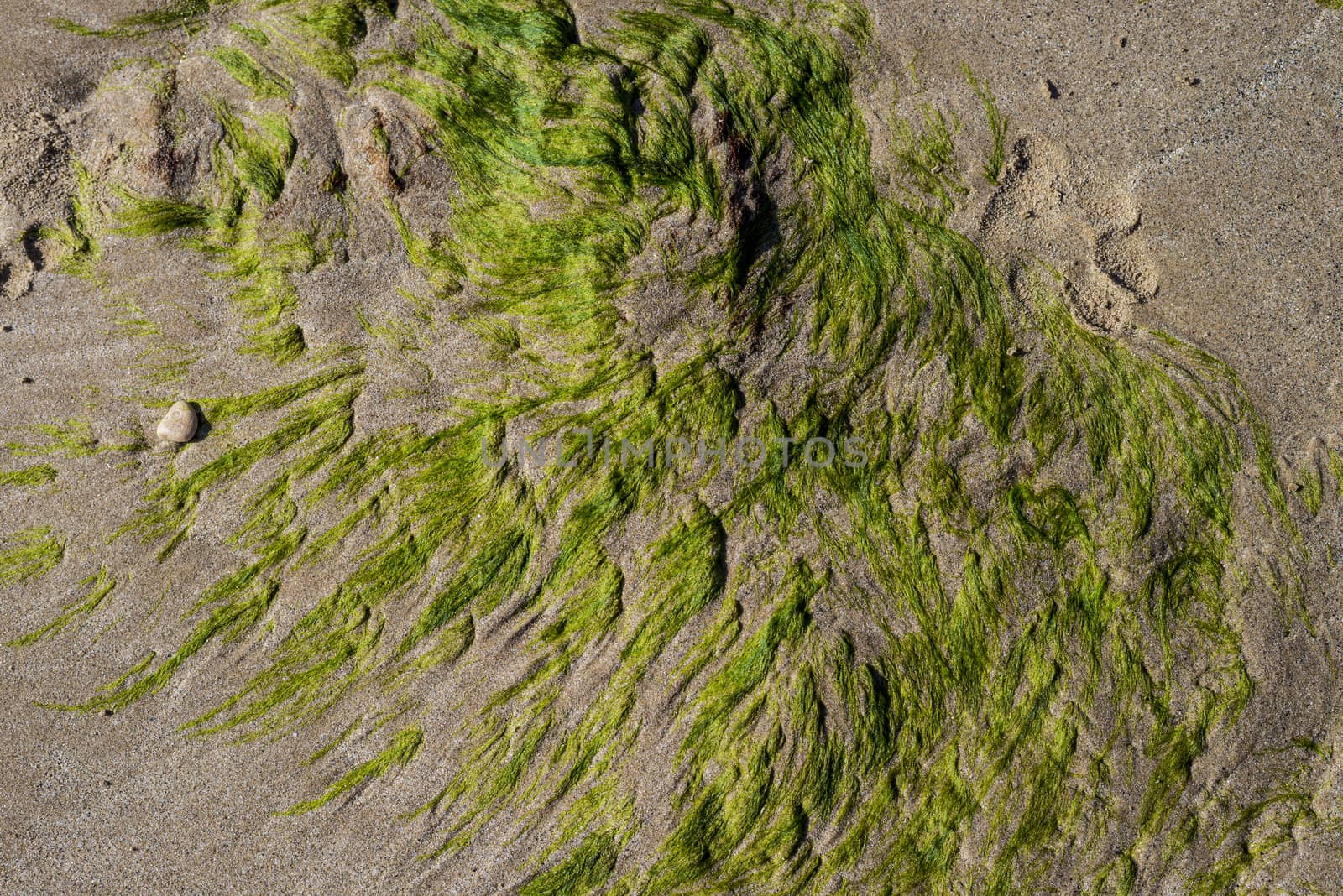 Green seaweed on rocks as the tide goes down at the beach