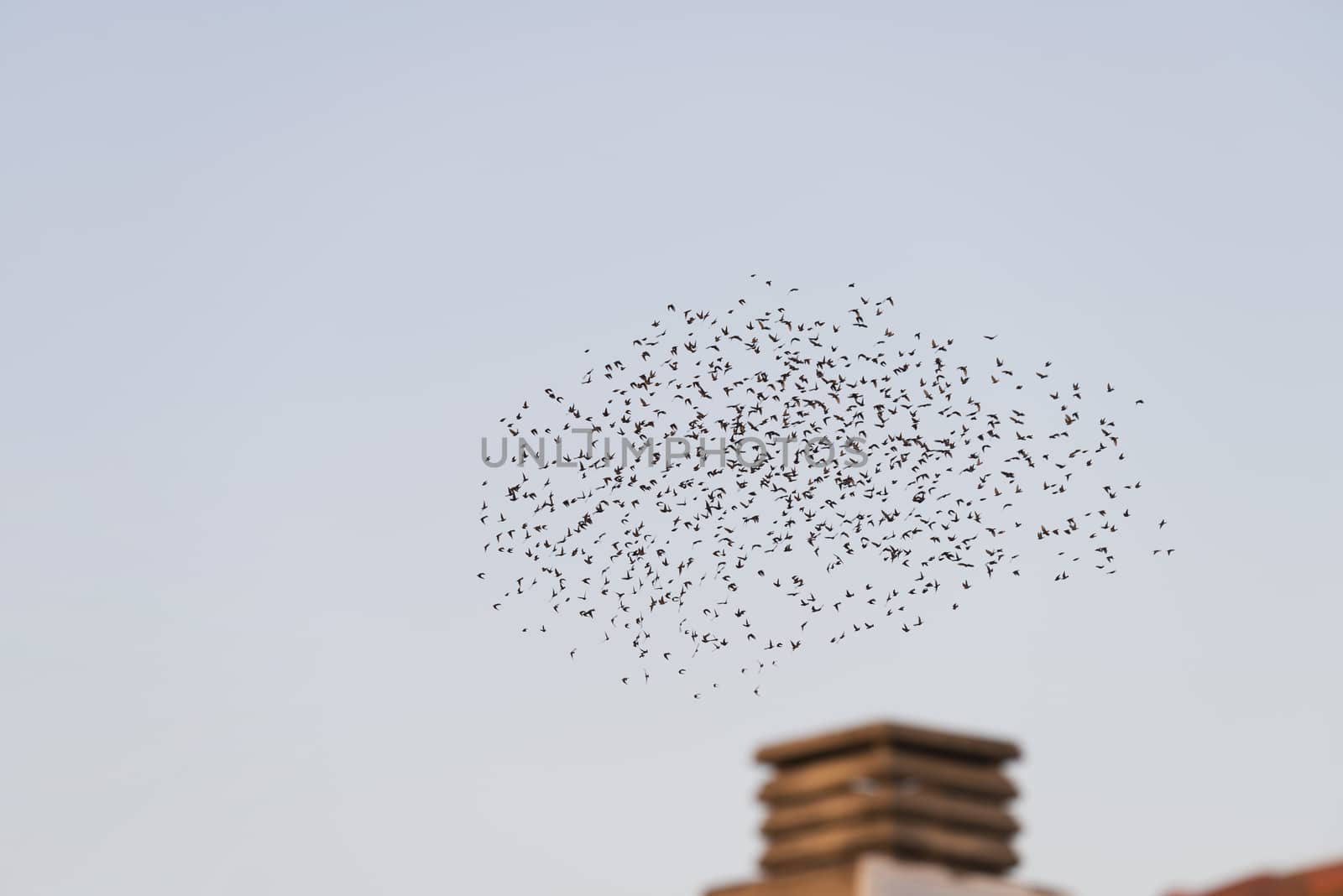 Birds flying in migration over a chimney