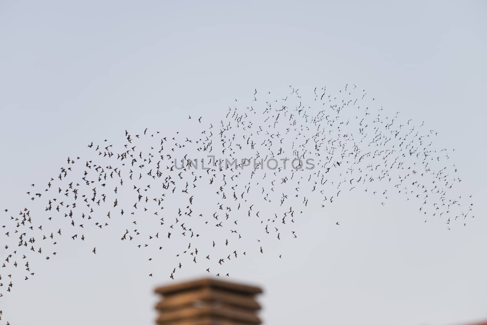 Birds flying in migration over a chimney by raferto1973