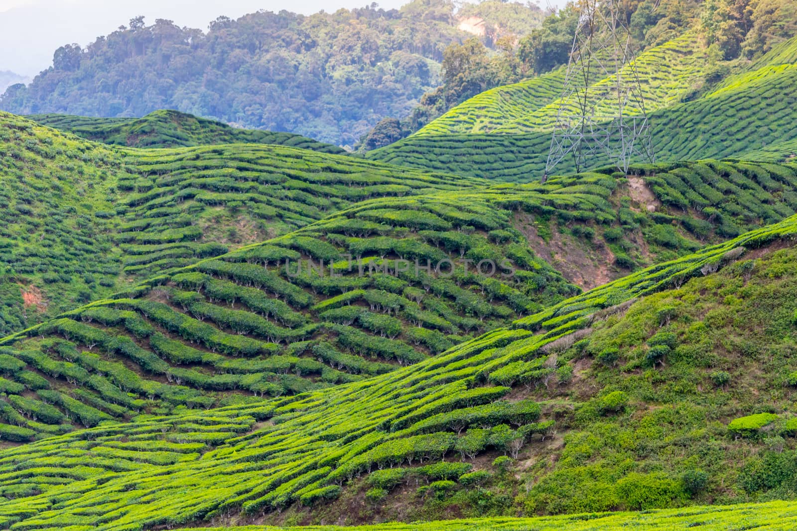 Green tea plantations of Cameron Highlands in Malaysia. Nature, travel and tourism.