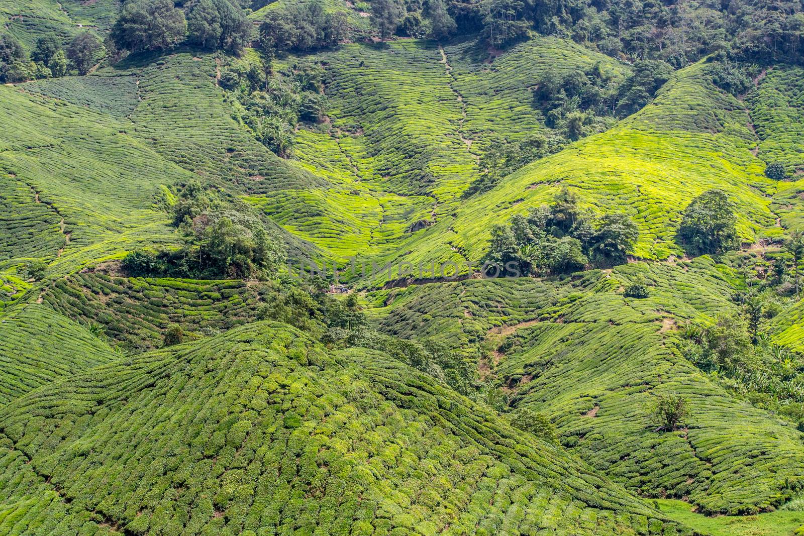Green tea plantations of Cameron Highlands in Malaysia. by kb79
