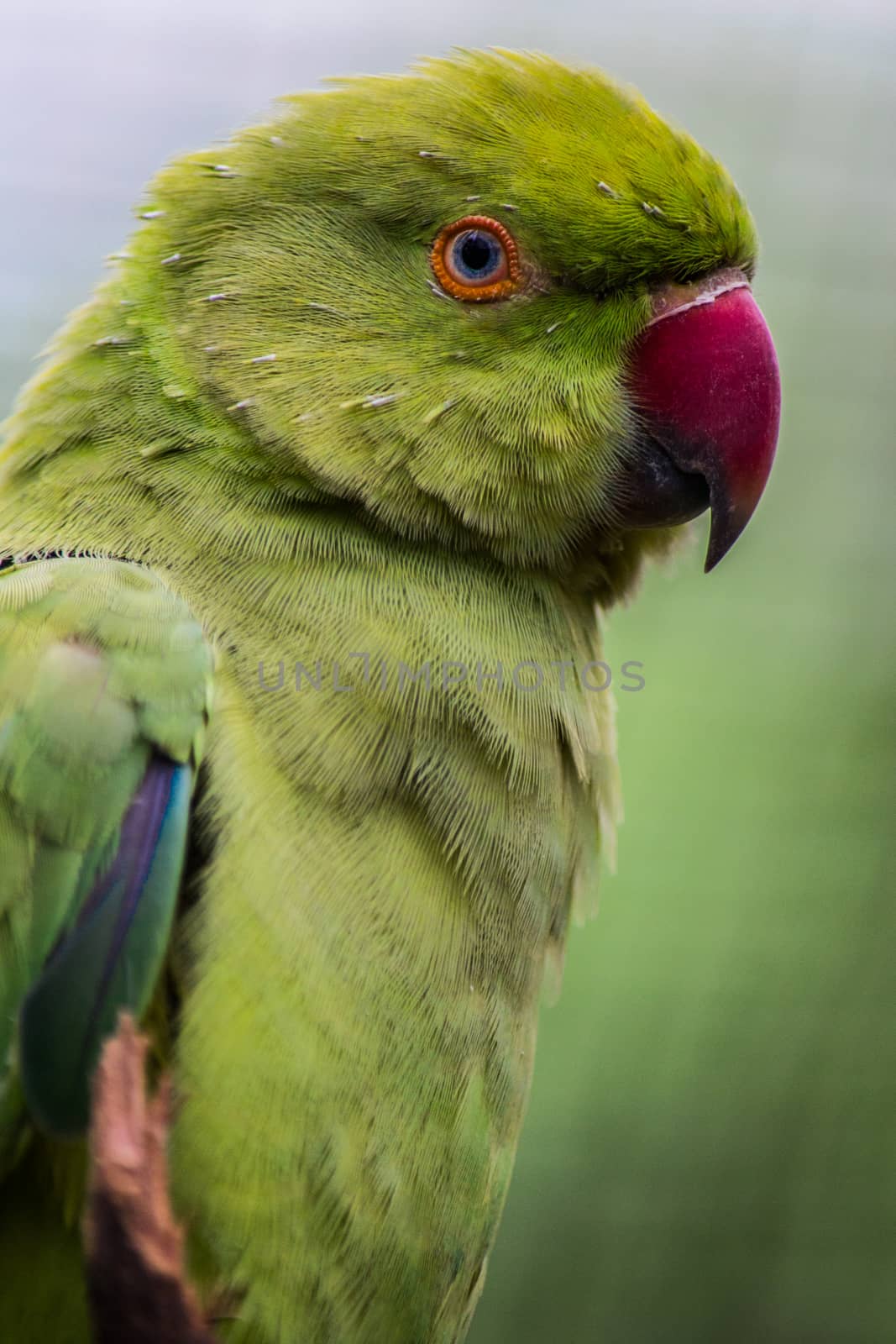 Indian Ringneck Parakeet Rose-Ringed Parakeet in close-up by kb79