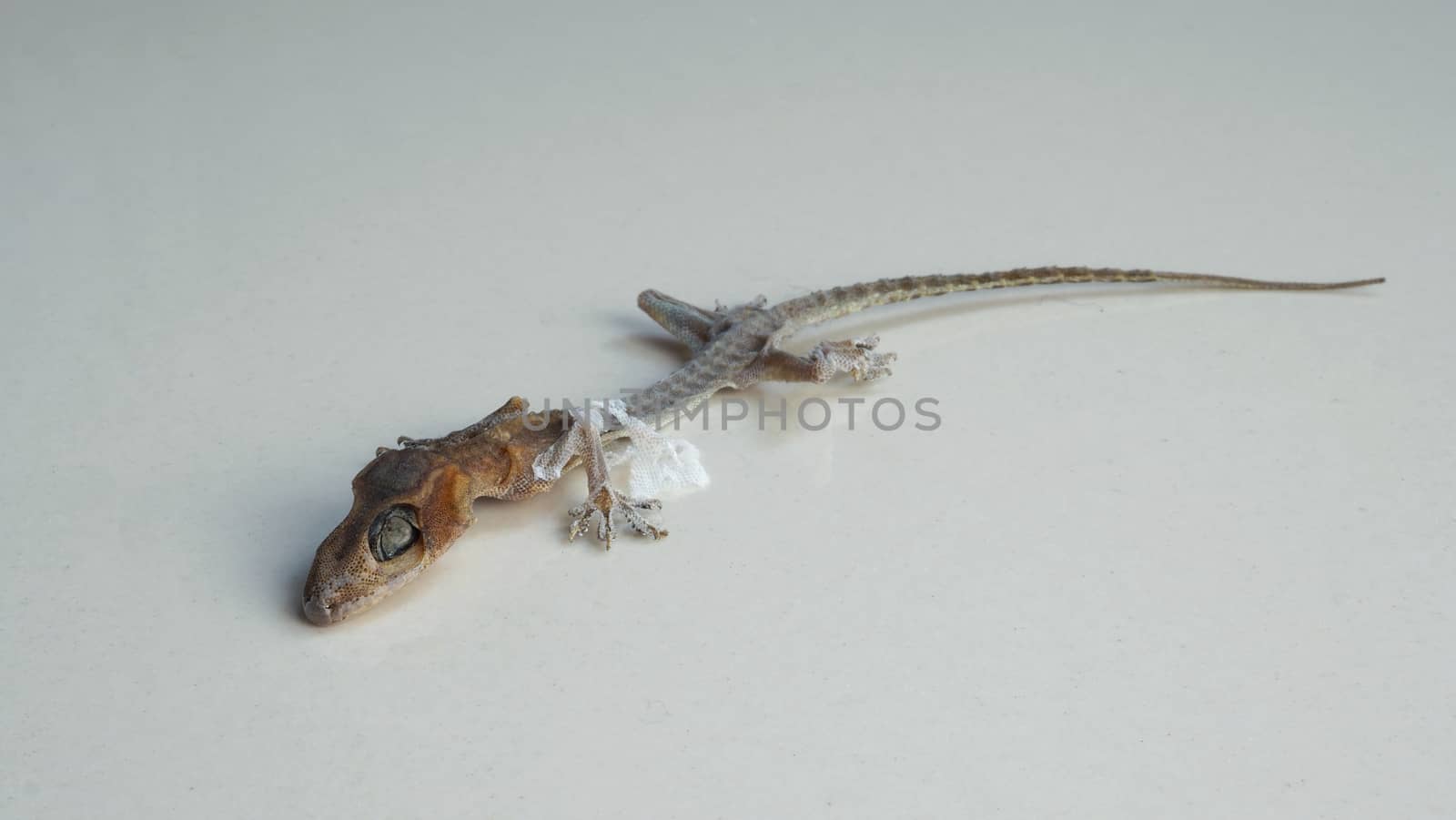 Close-up images of Asia small dead lizard  by gnepphoto