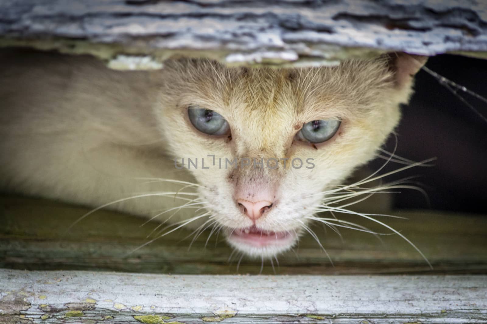 Close-up of an apngry and scared white cat peeking and hiding from behind a crack in the wood by kb79