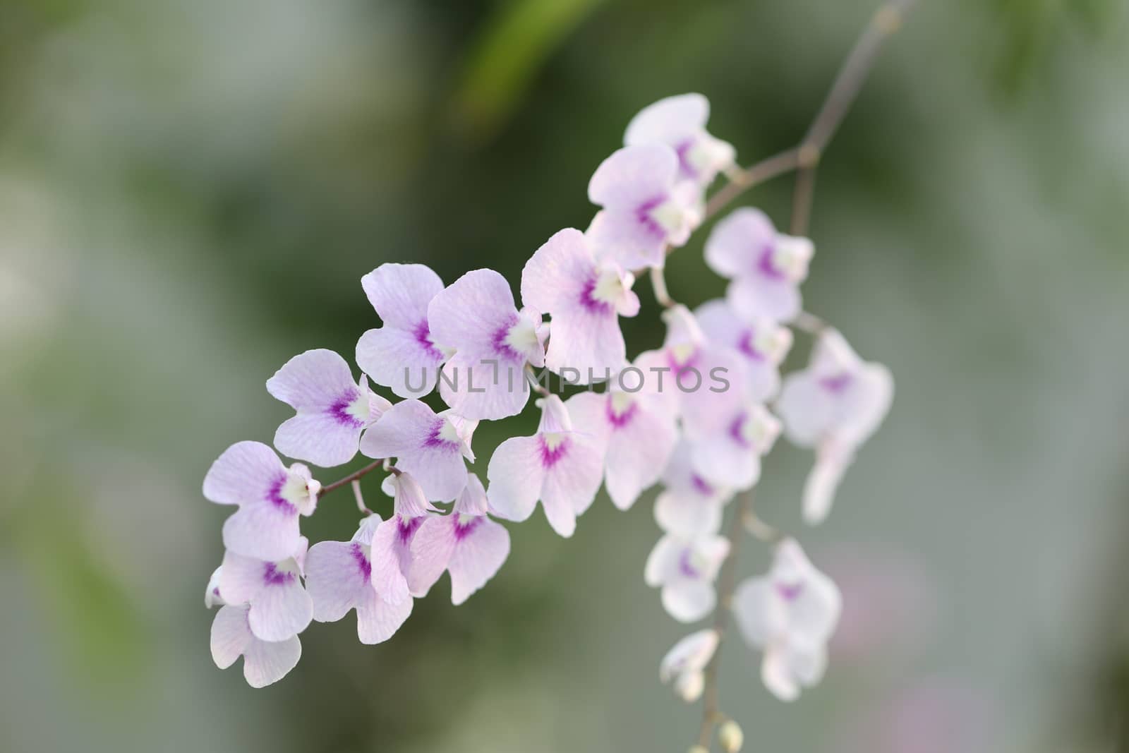 Soft purple wild orchid plant