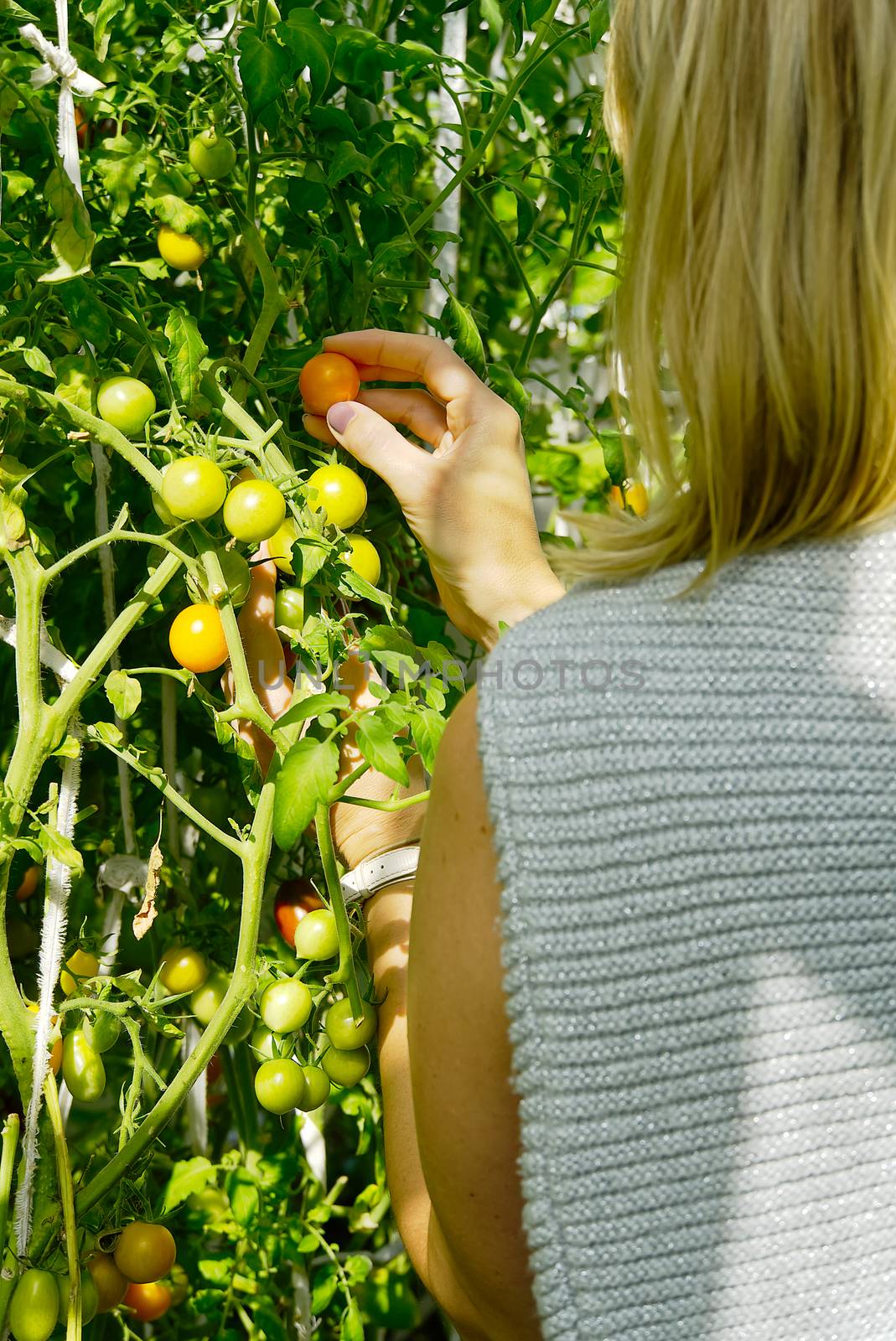 the gardener examines the quality of the yellow cherry tomatoes. Ripening cherry tomatoes in a greenhouse. Home gardening concept
