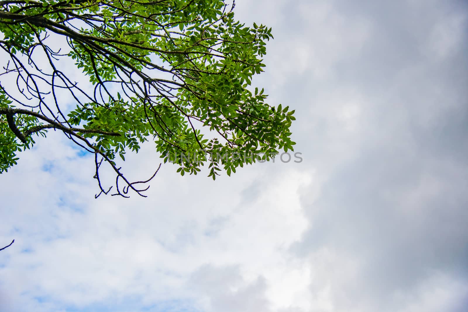 green leaves and branches on a cloudy sky background by paddythegolfer