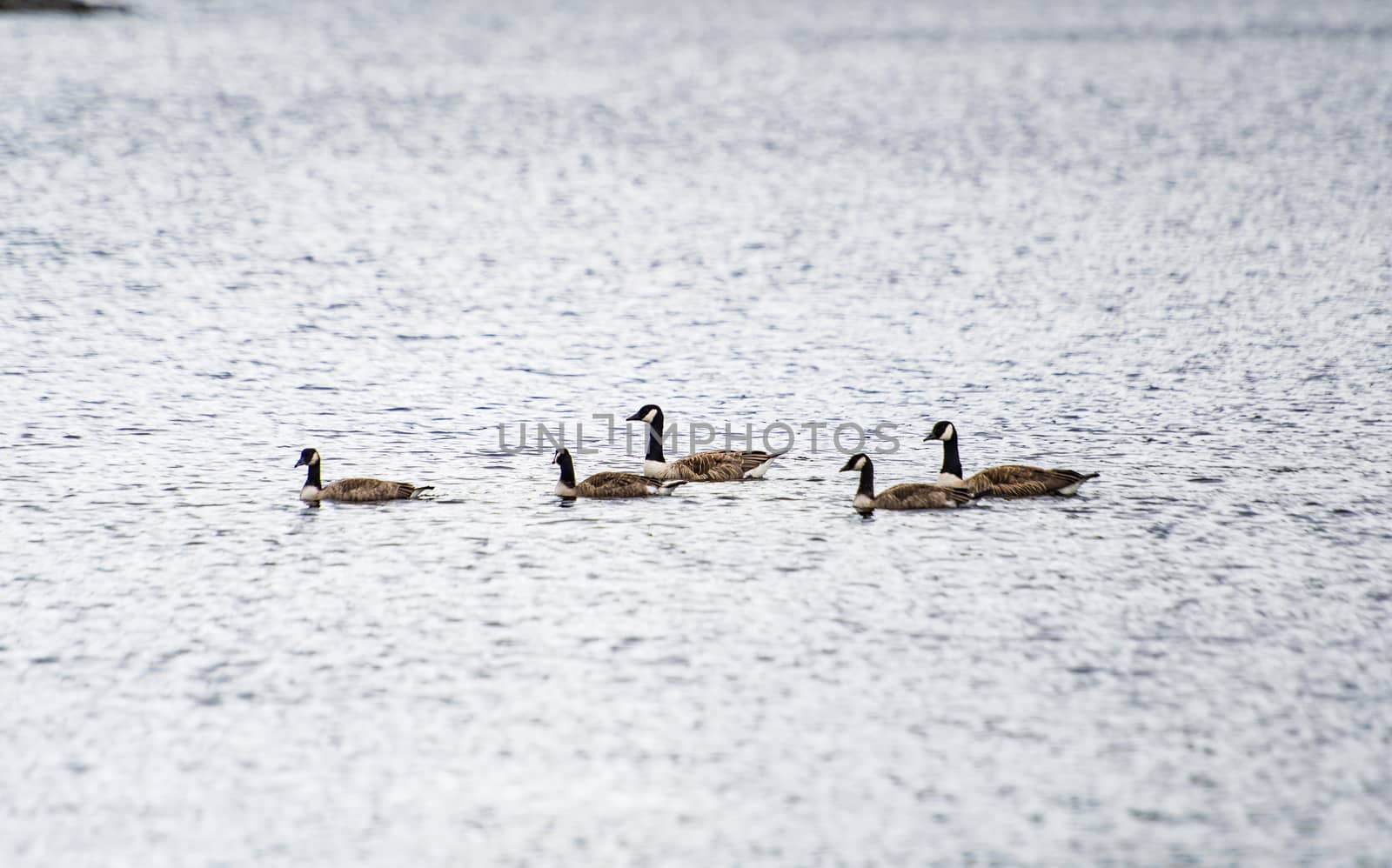 Ducks in one of the lakes in the Lake District