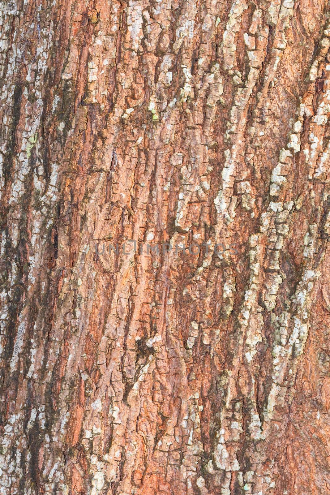 tree bark nature texture pattern wood background by pramot