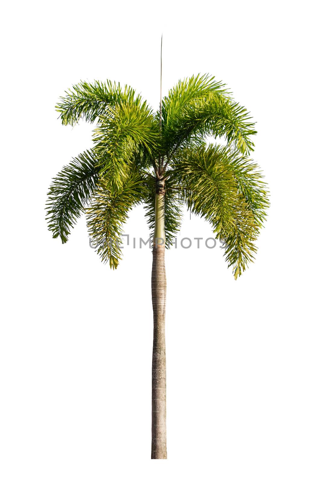 Palm tree Ornamental plants  beautiful on white background by pramot