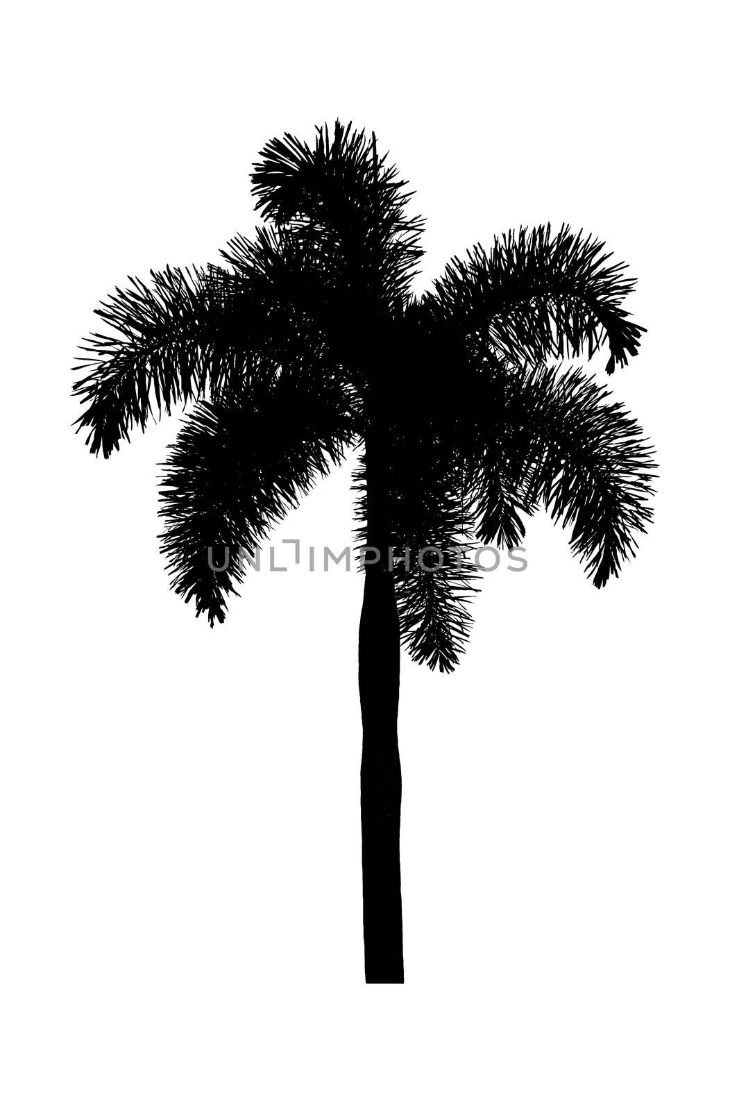 Palm tree silhouettes plants  beautiful on white background